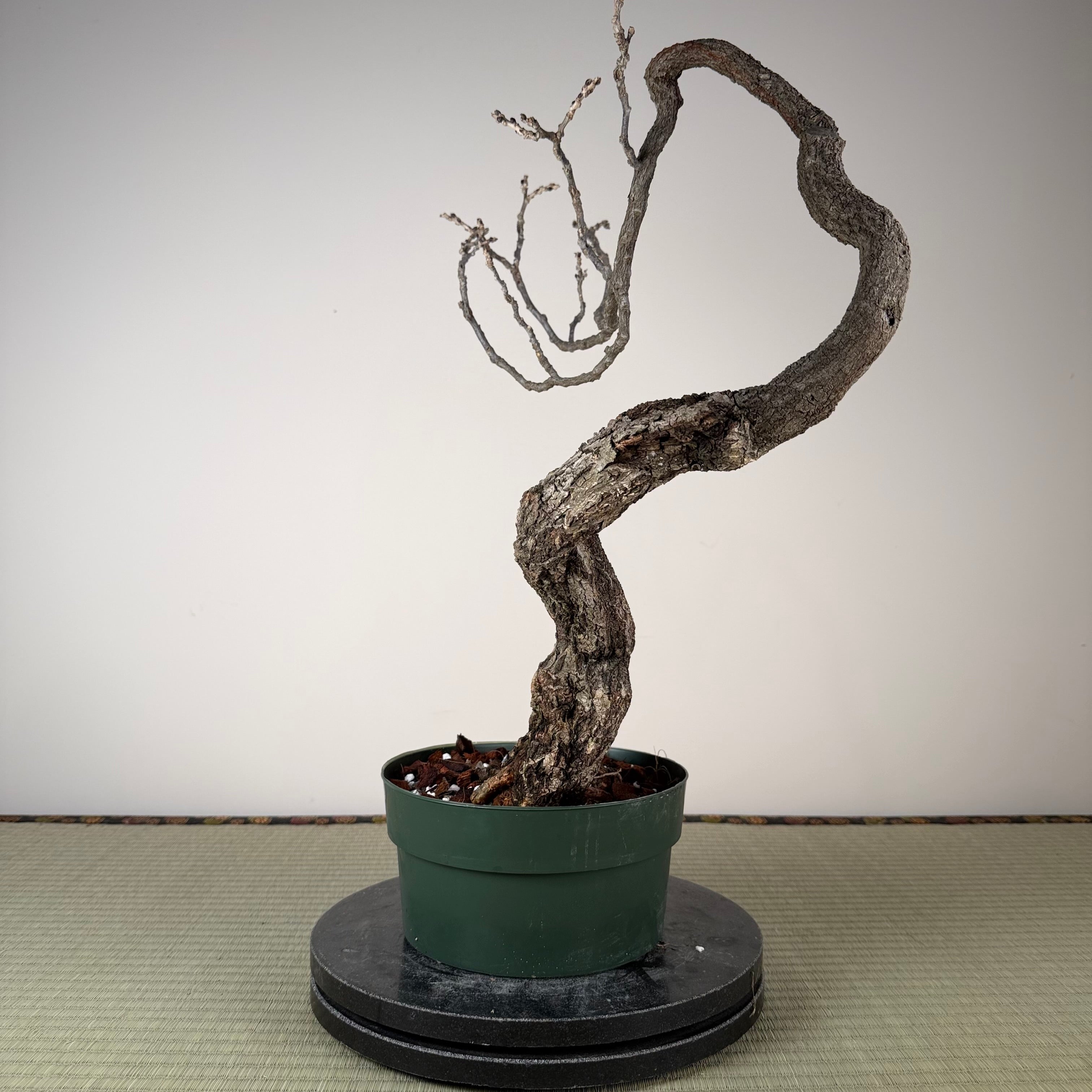 Wisteria floribunda