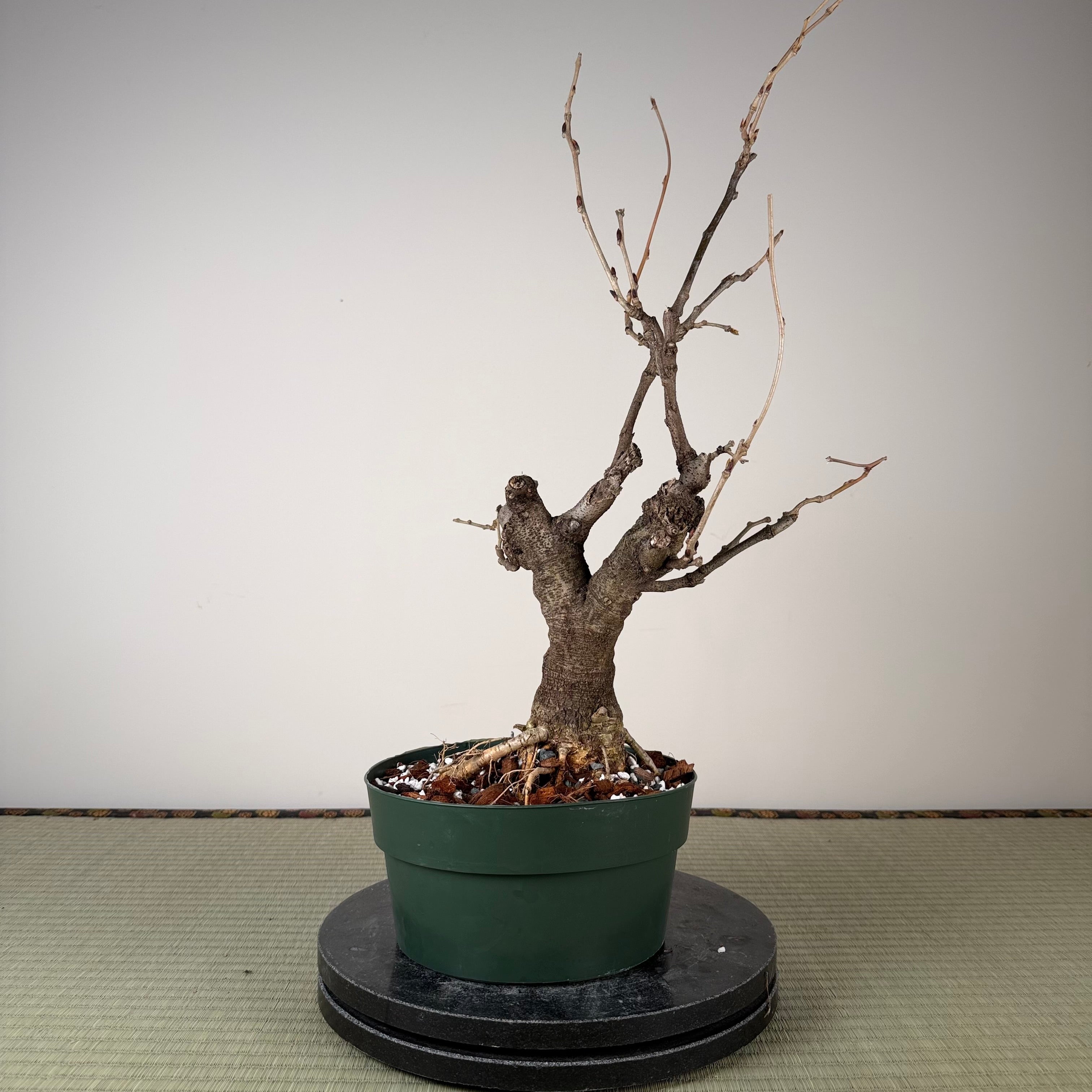 Wisteria floribunda