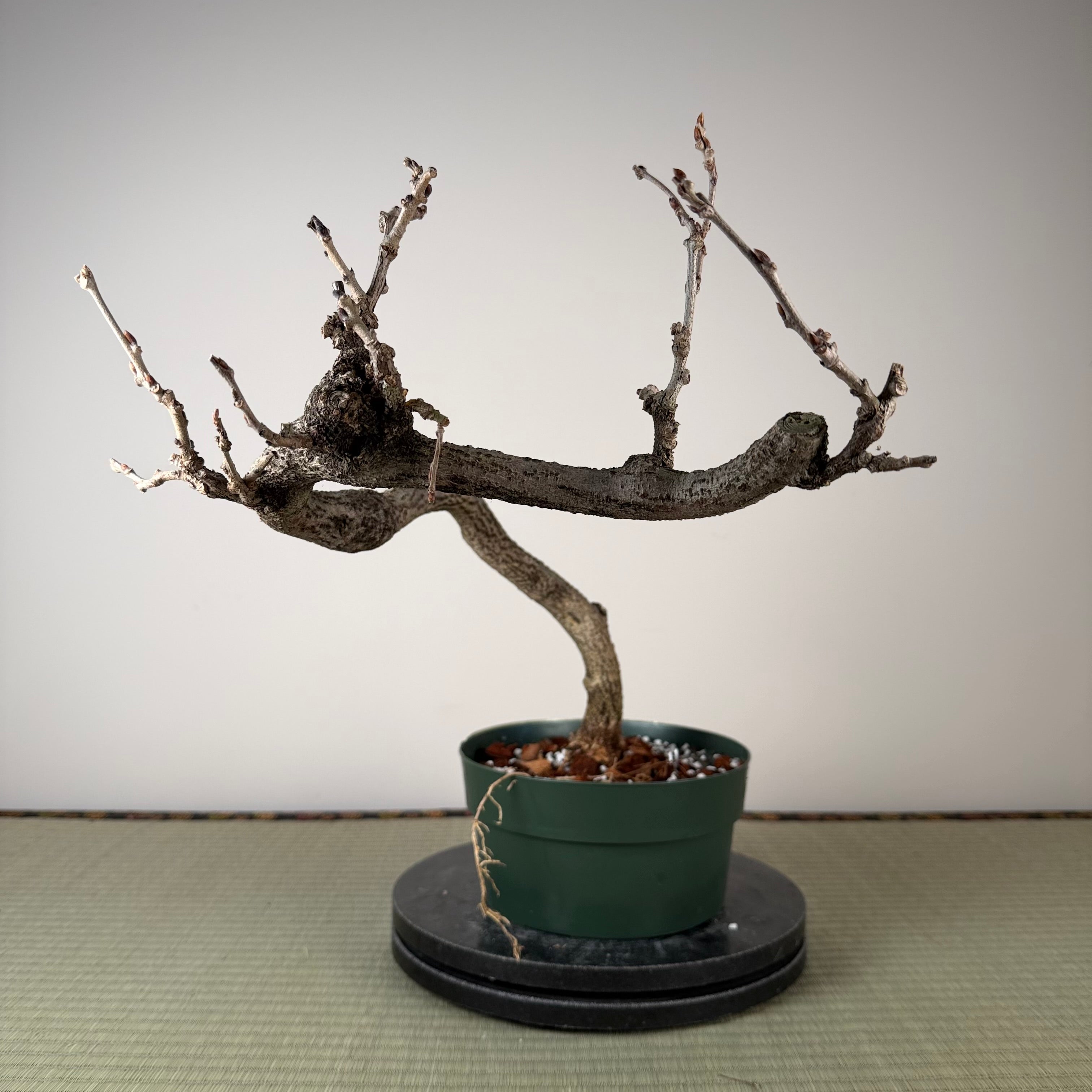 Wisteria floribunda