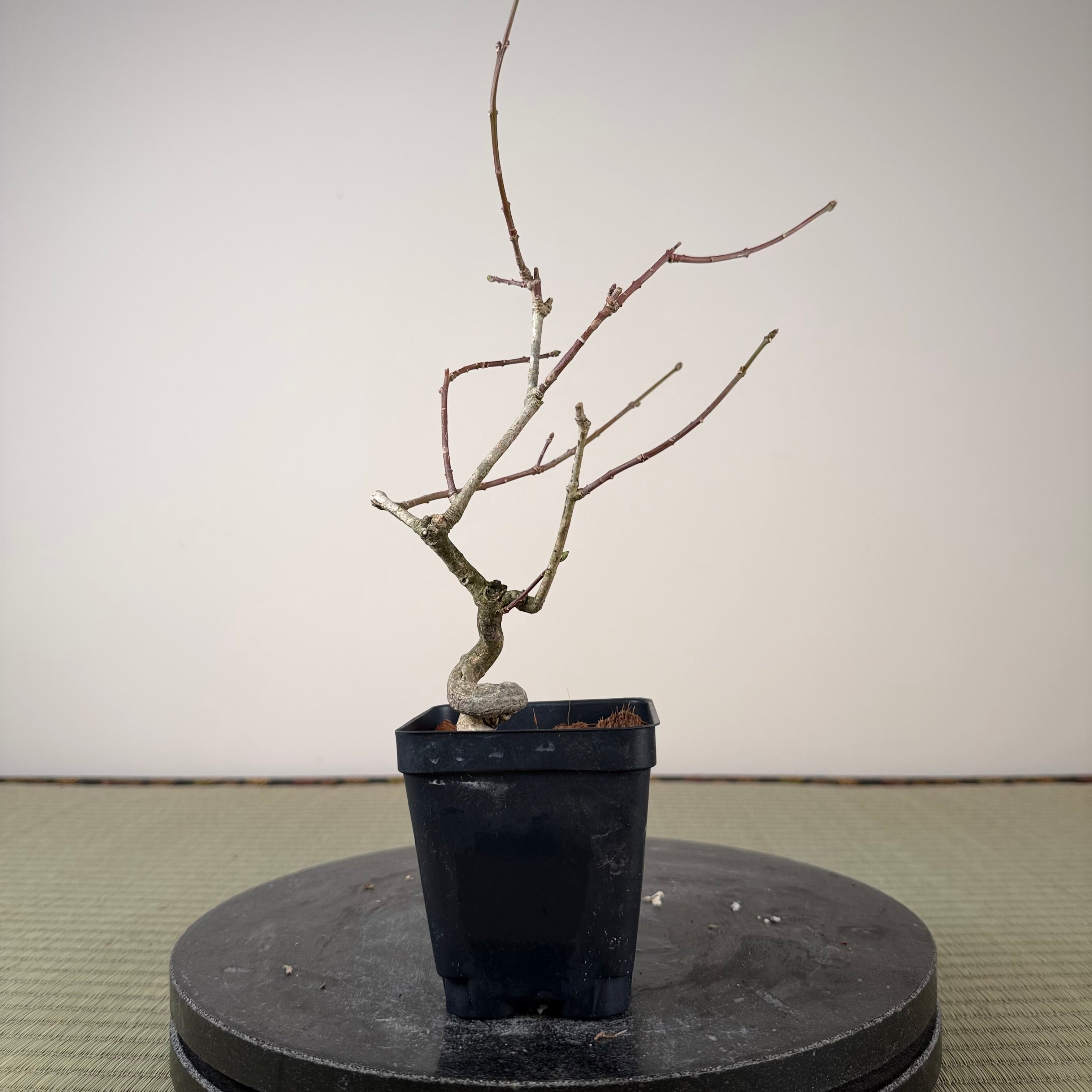 Euonymus