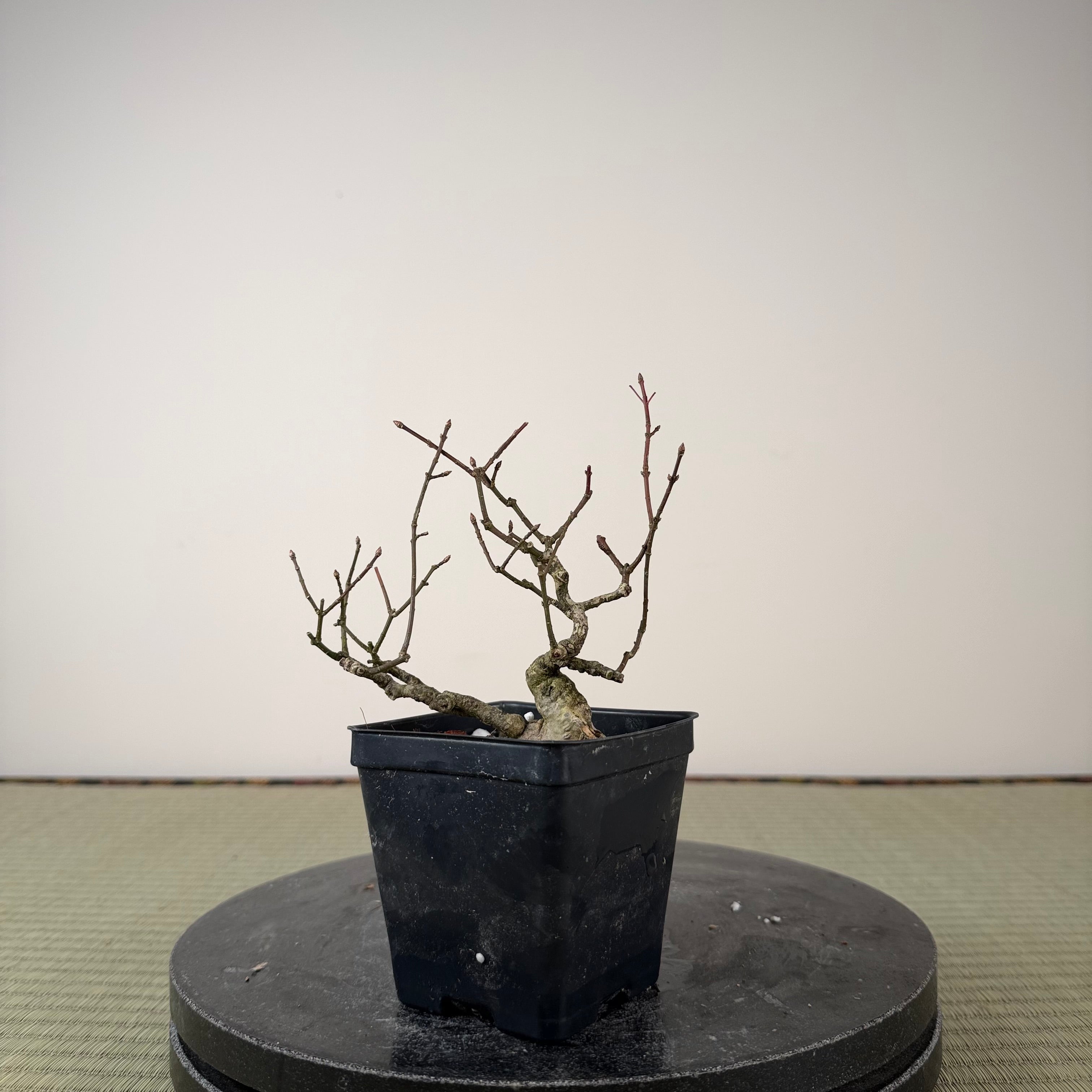 Euonymus