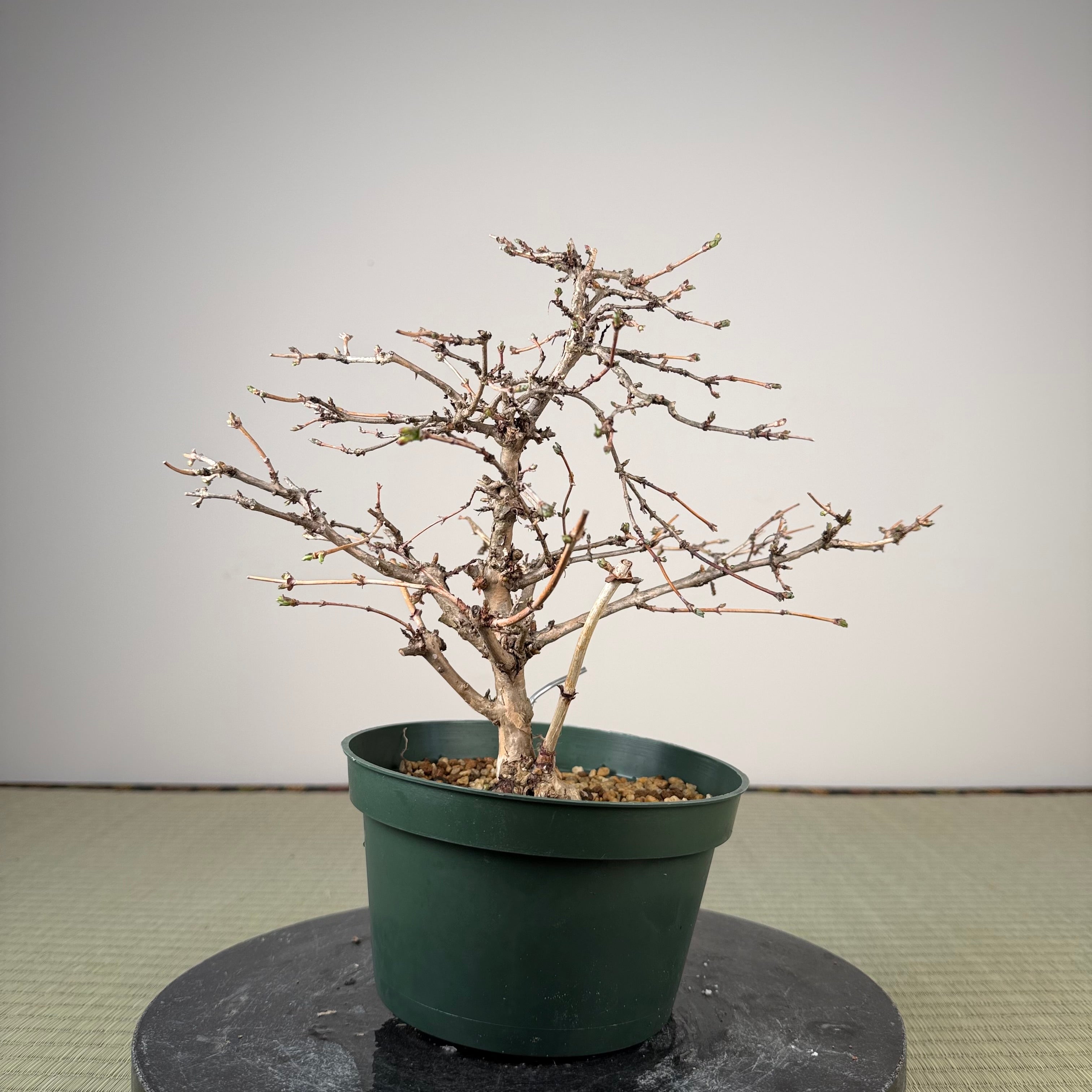 Lonicera gracilipes
