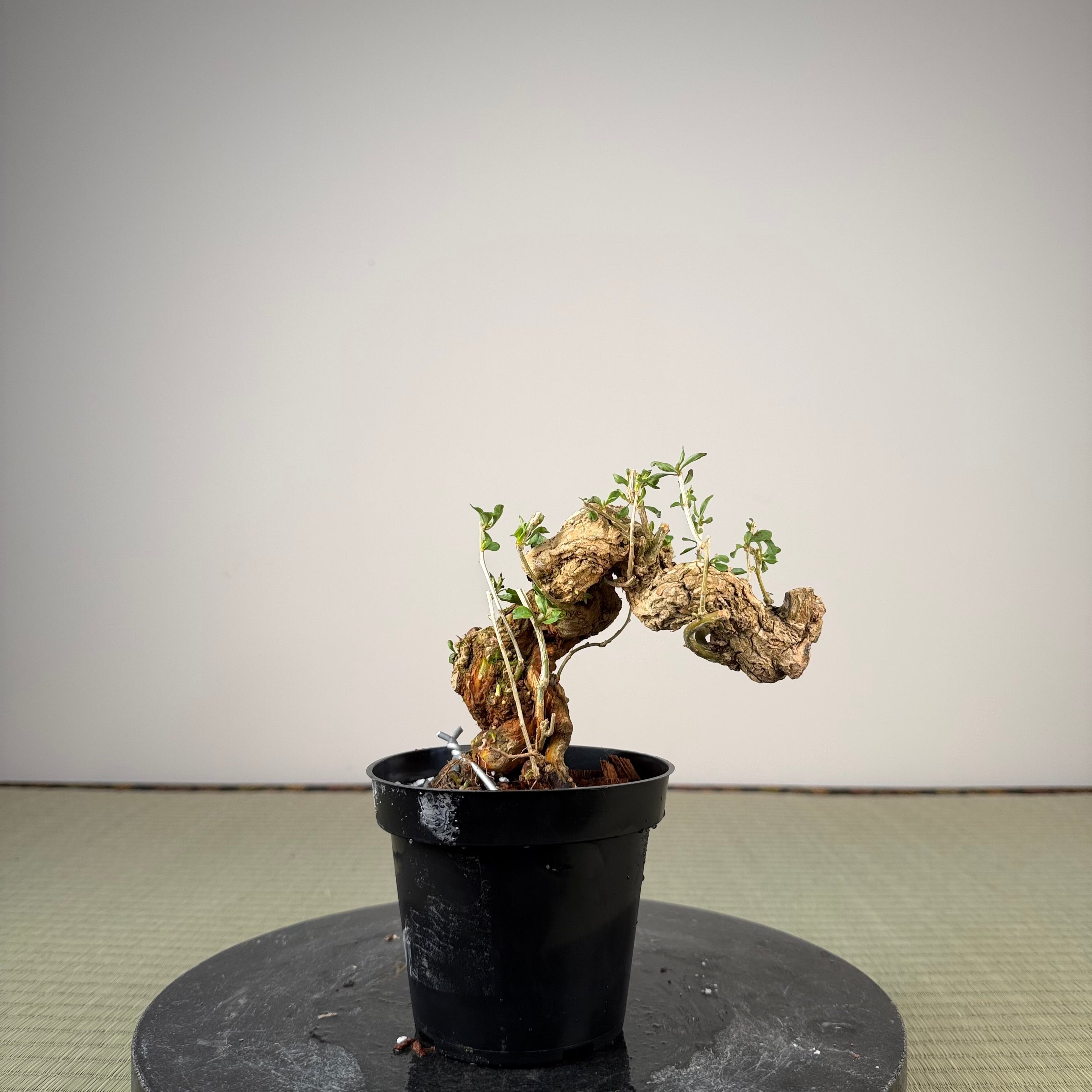 Lycium chinense (au choix du chef)