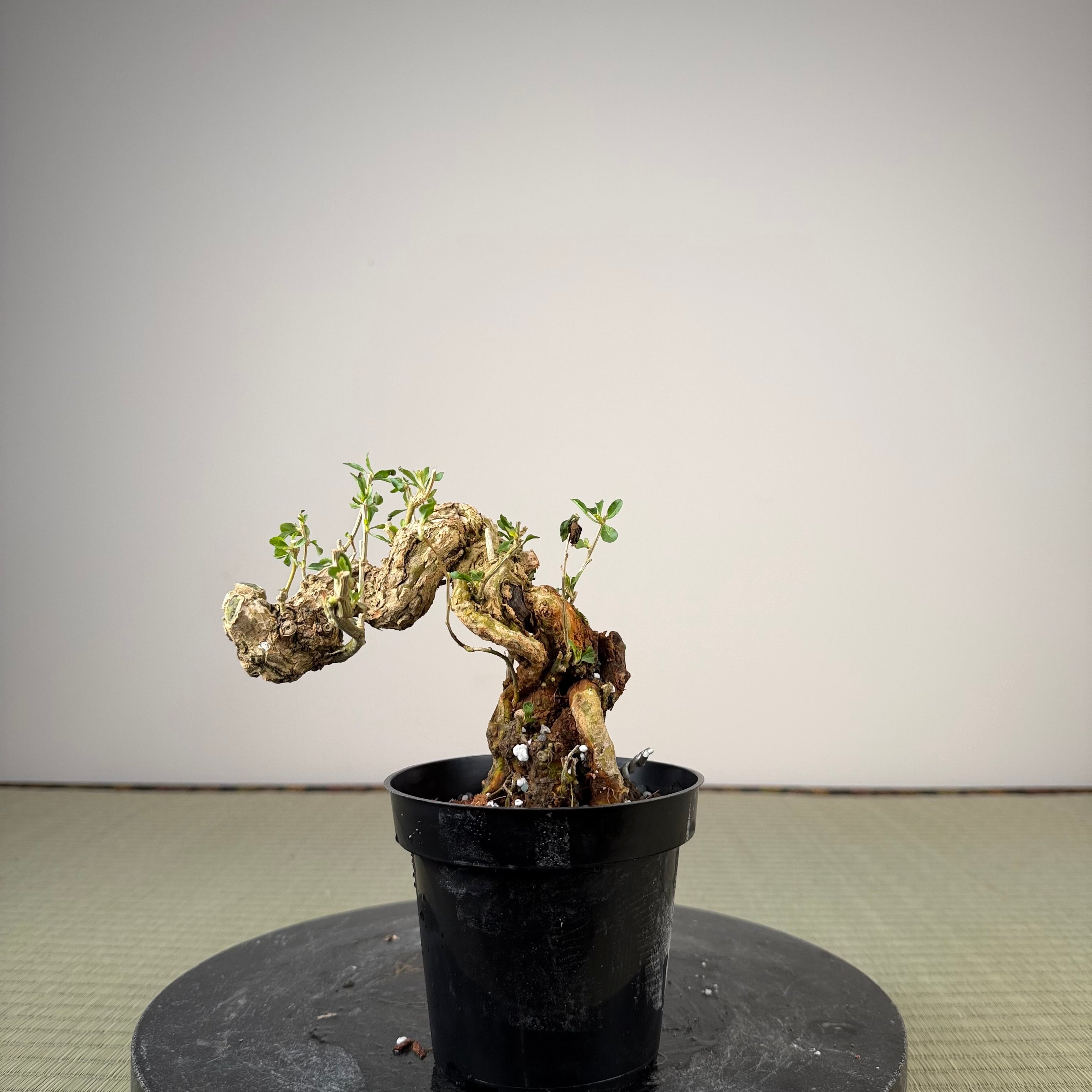 Lycium chinense (au choix du chef)