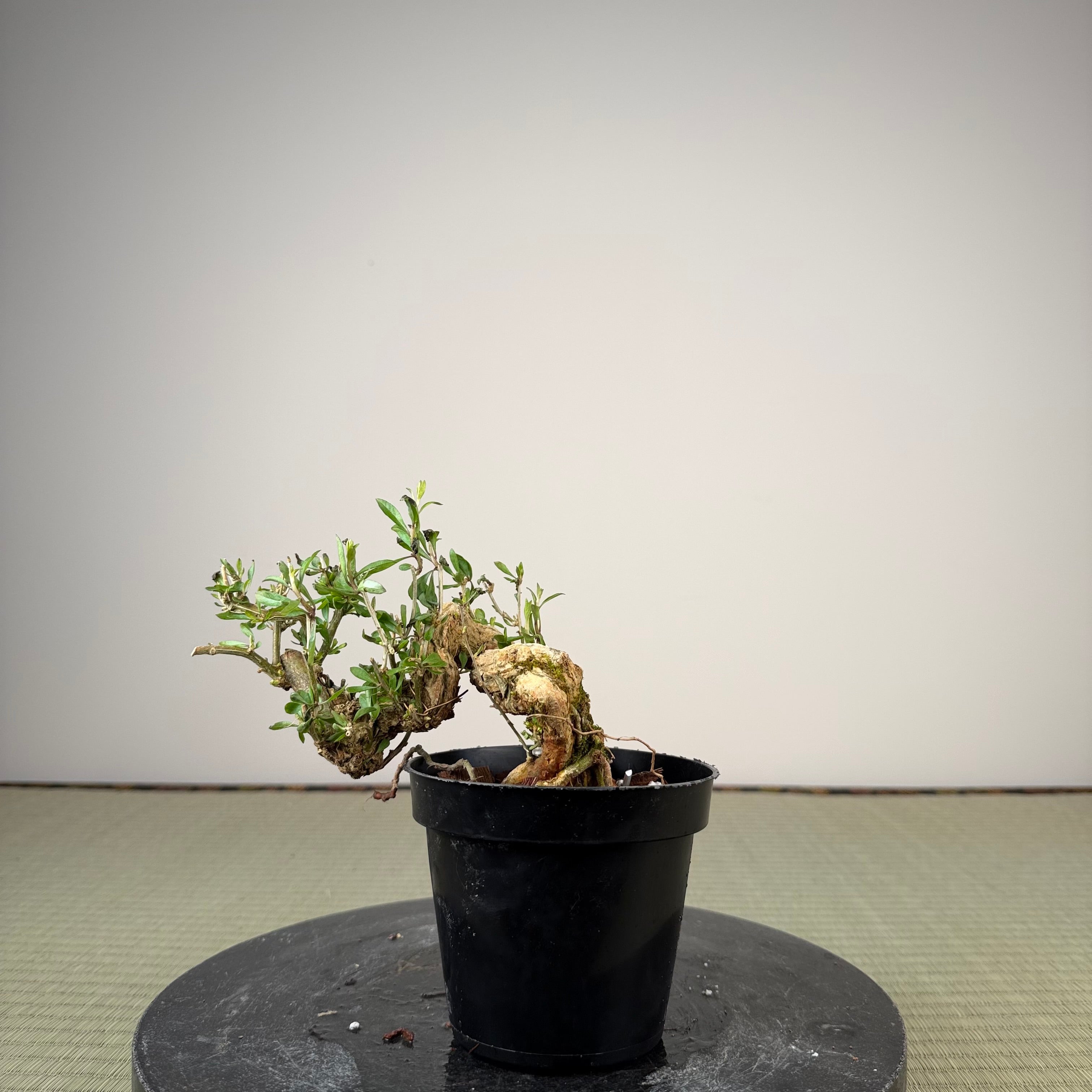 Lycium chinense (au choix du chef)