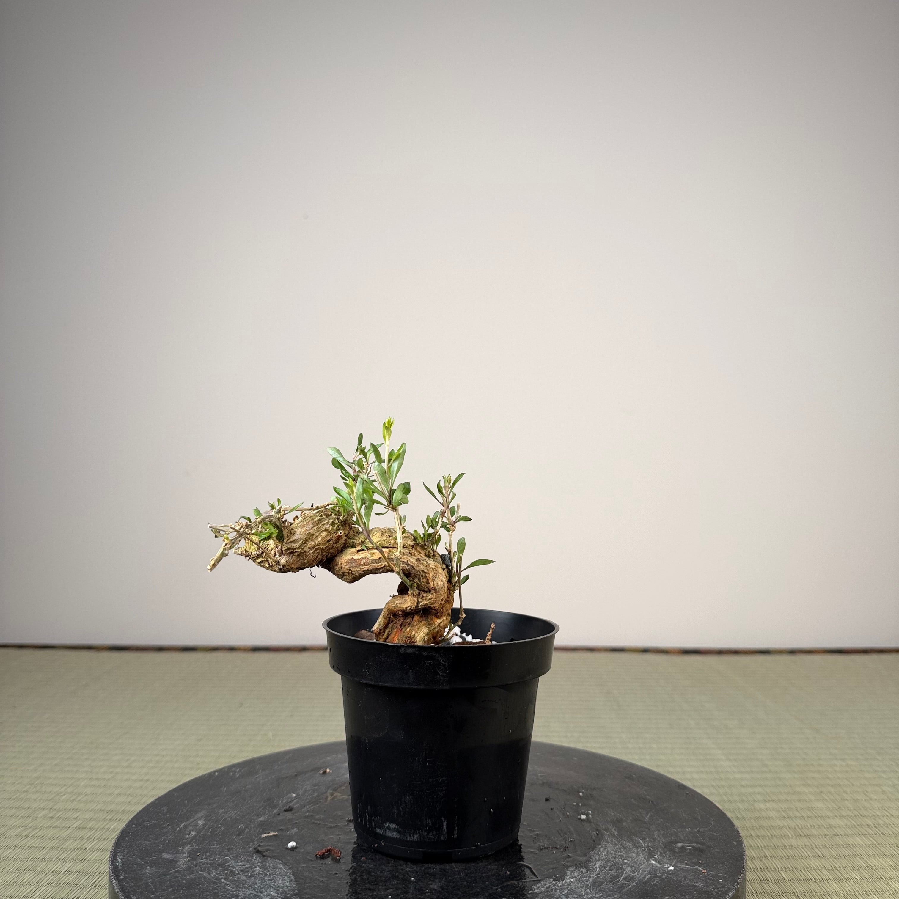 Lycium chinense (au choix du chef)