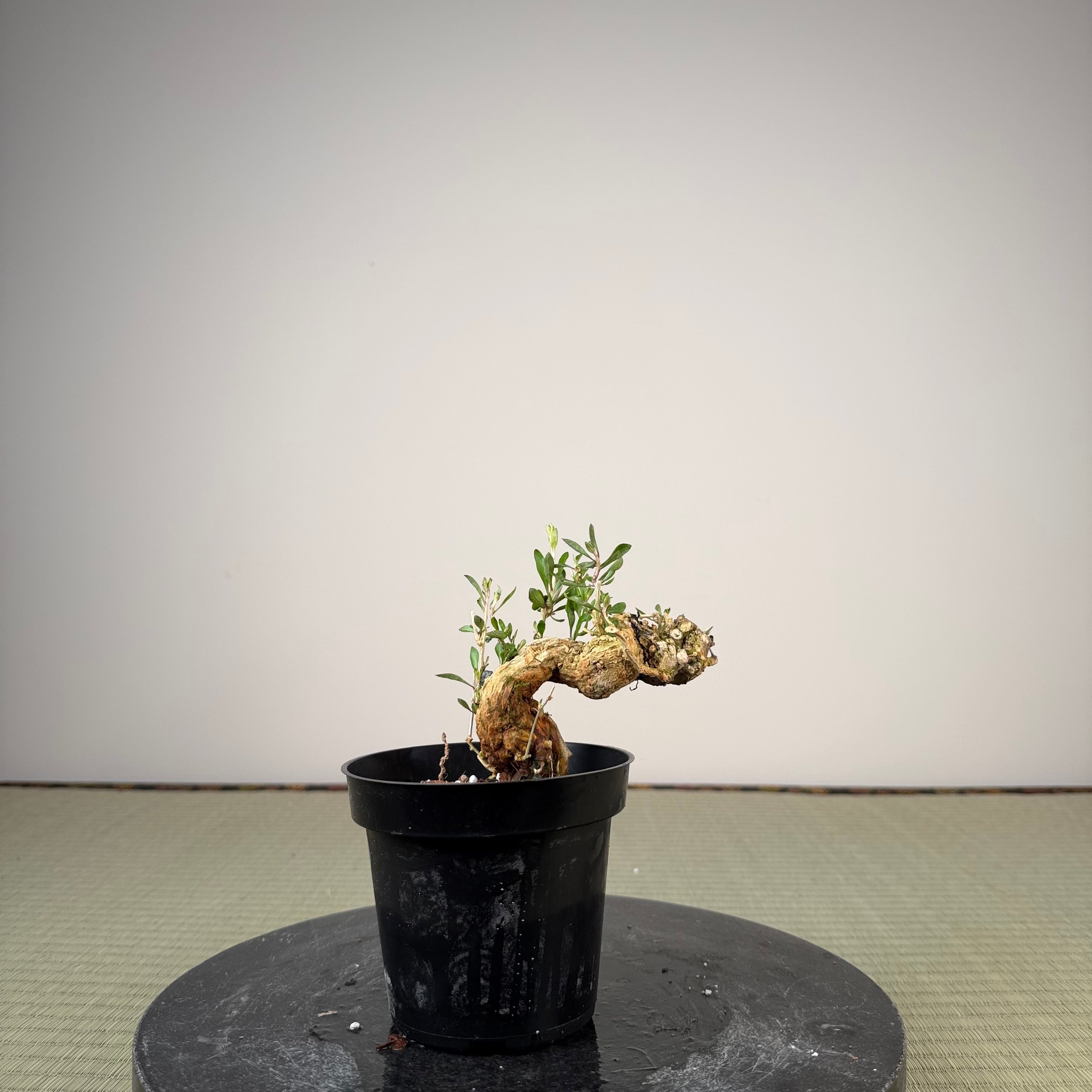 Lycium chinense (au choix du chef)