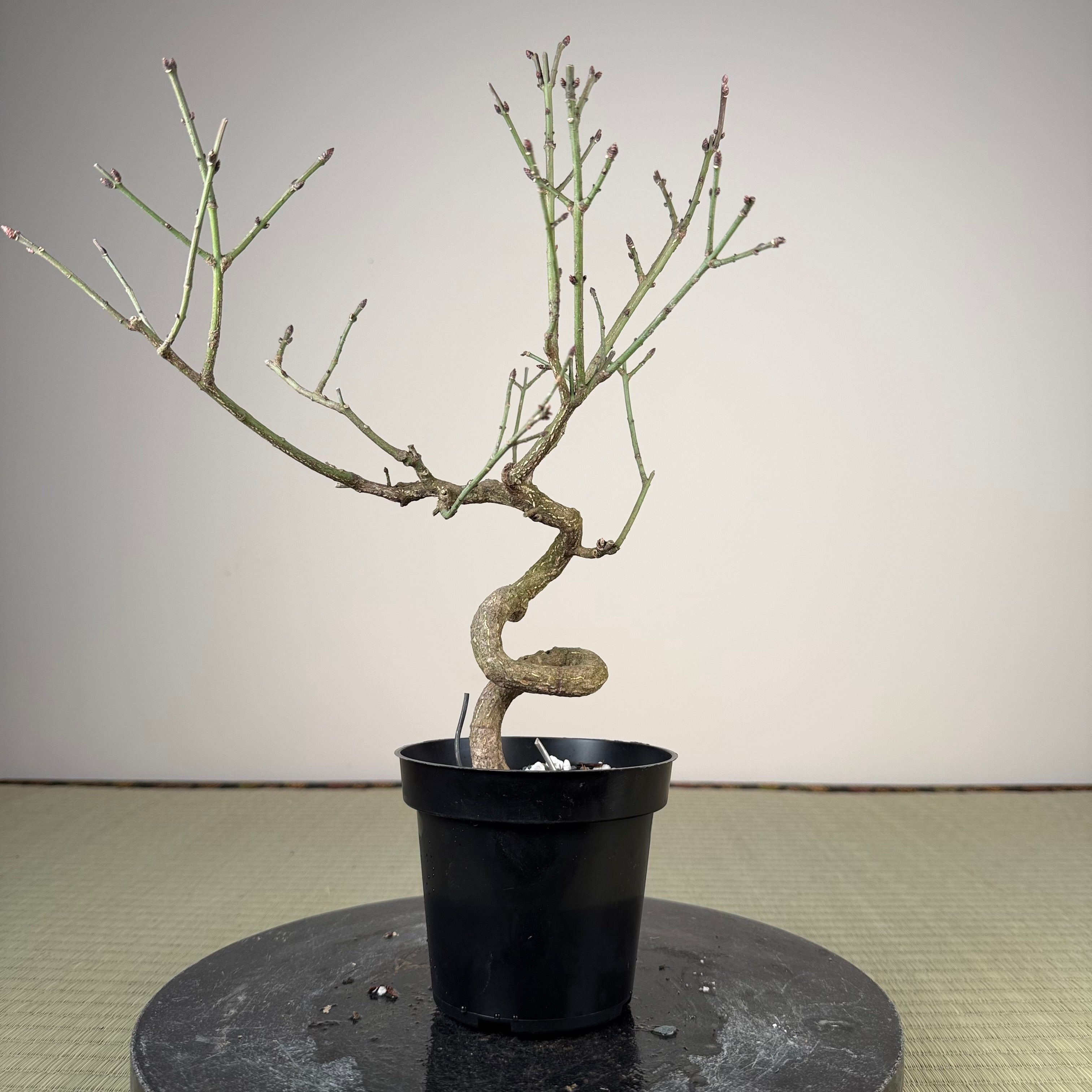 Euonymus