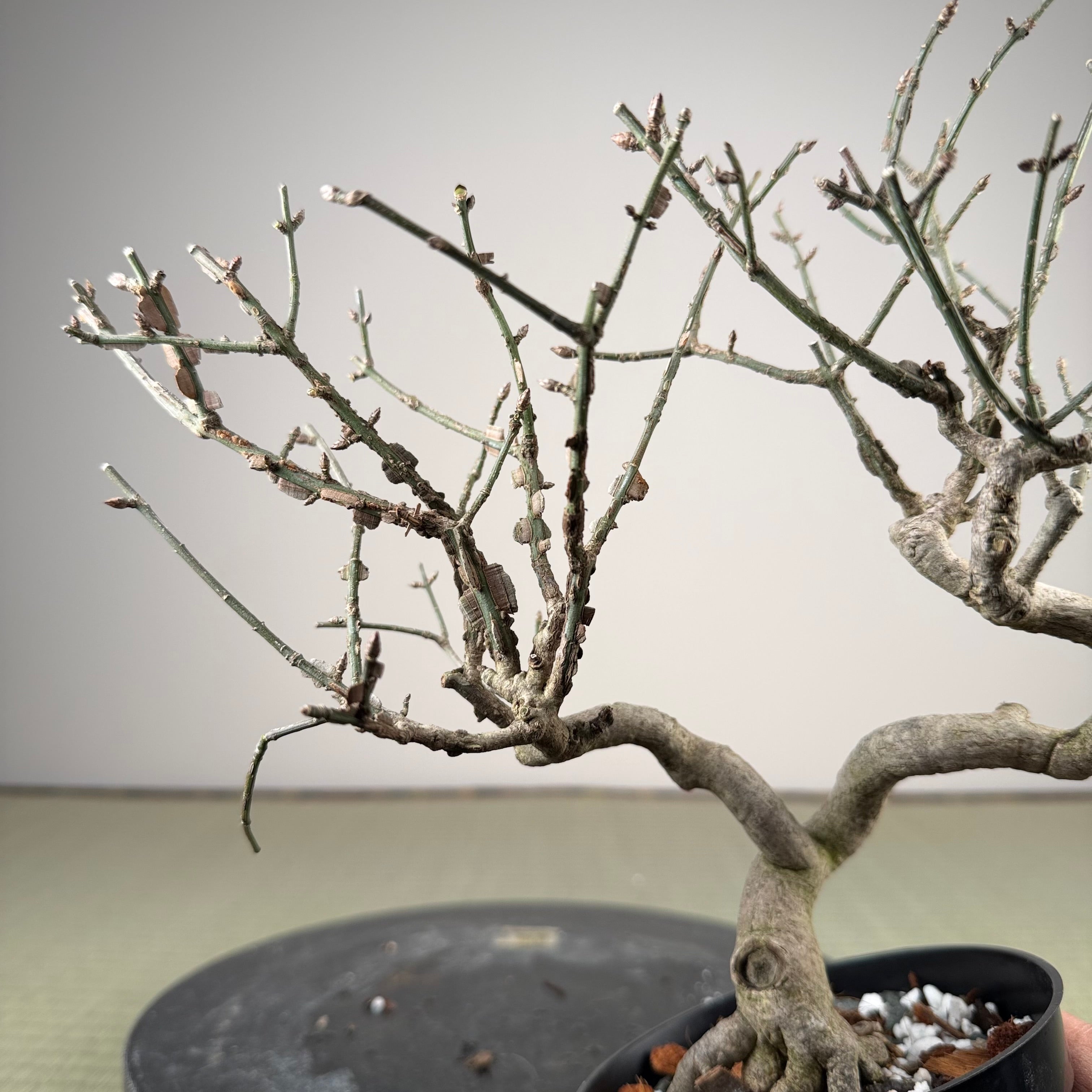 Euonymus