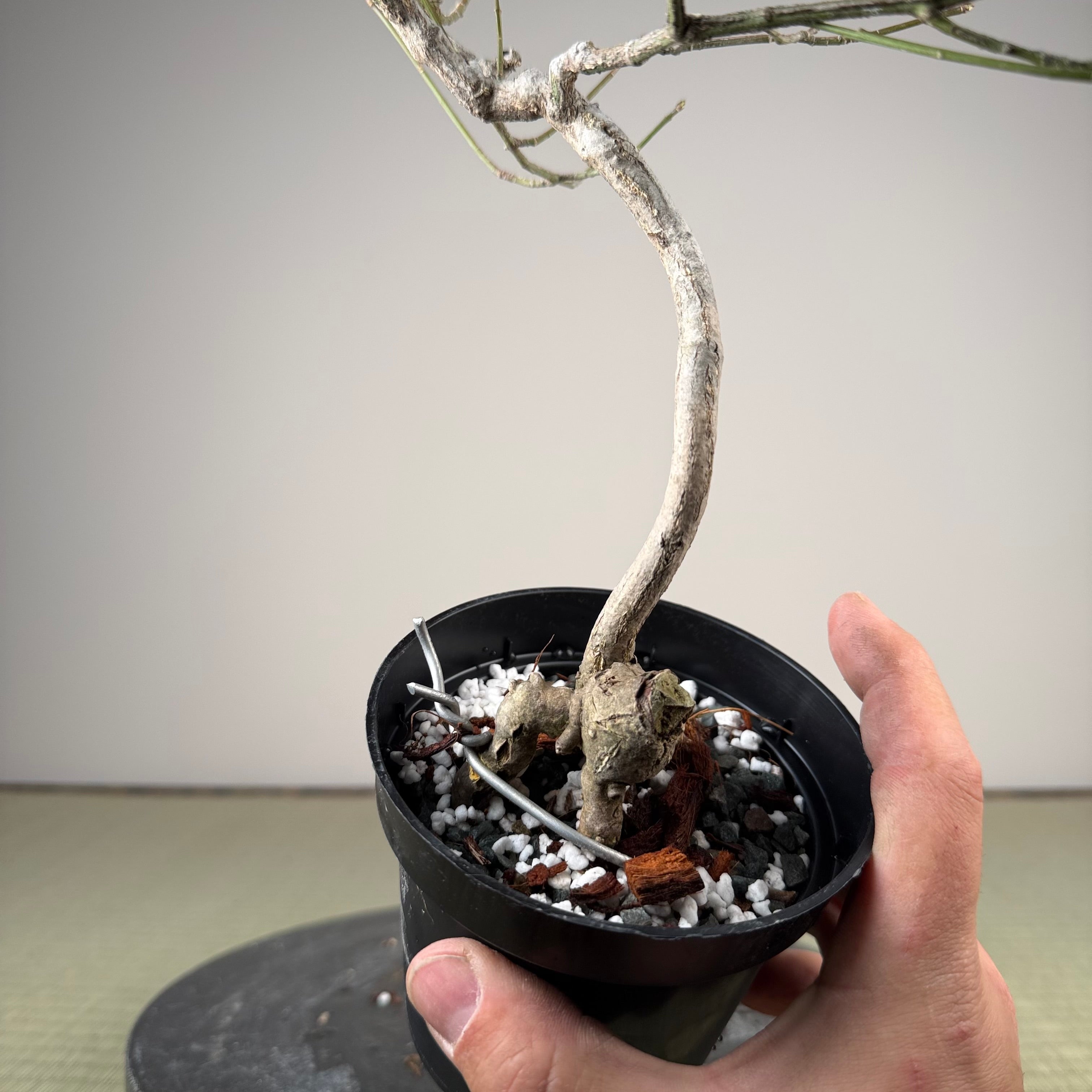 Euonymus