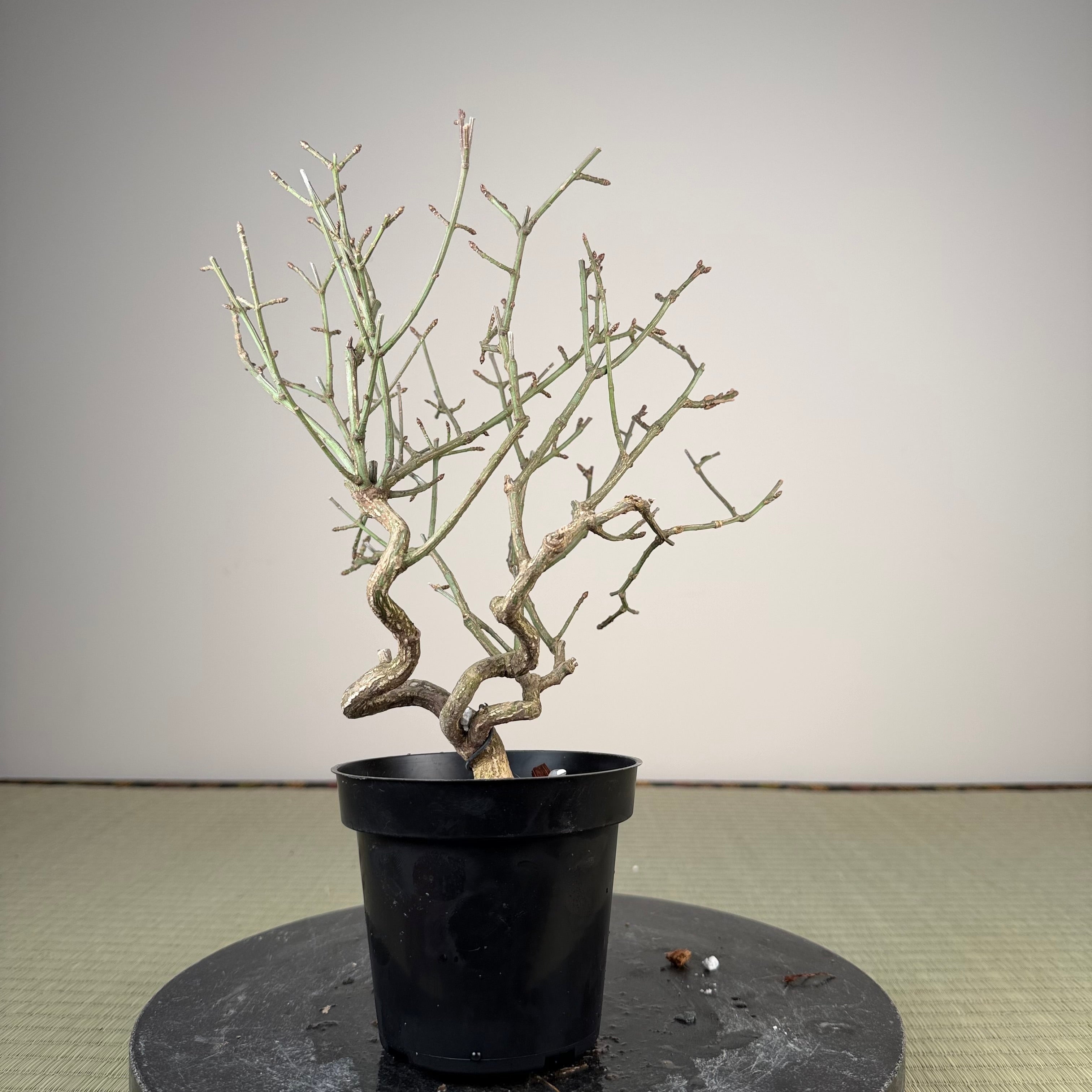 Euonymus