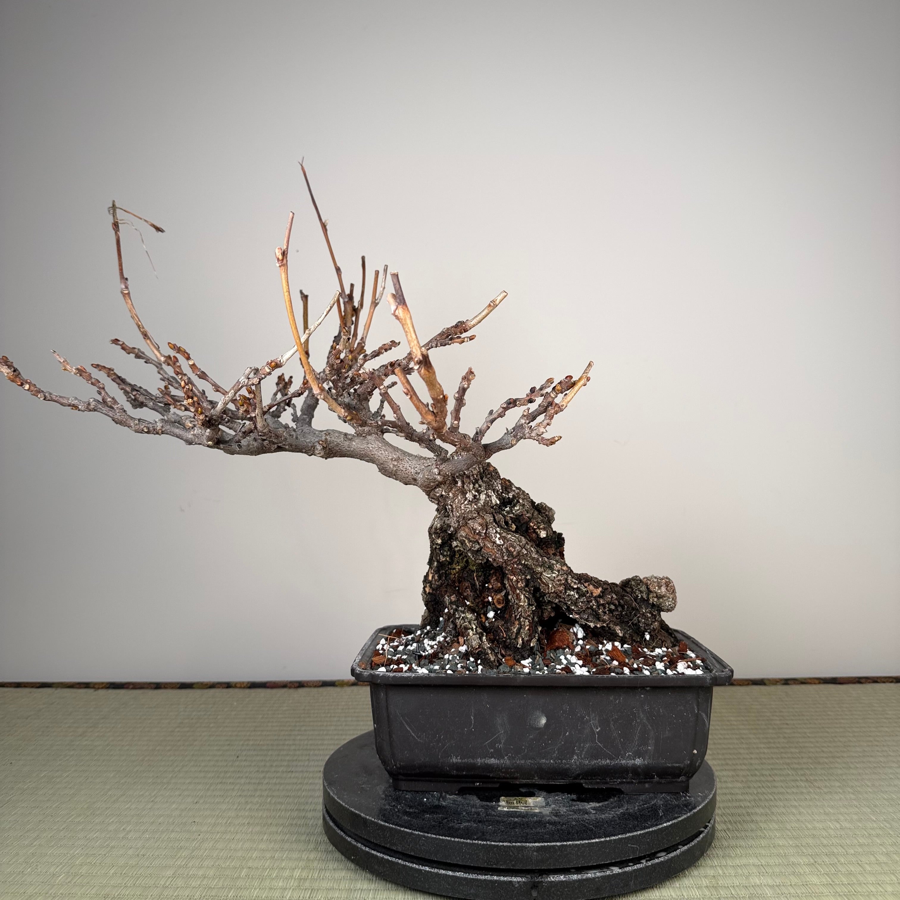 Glycine floribunda