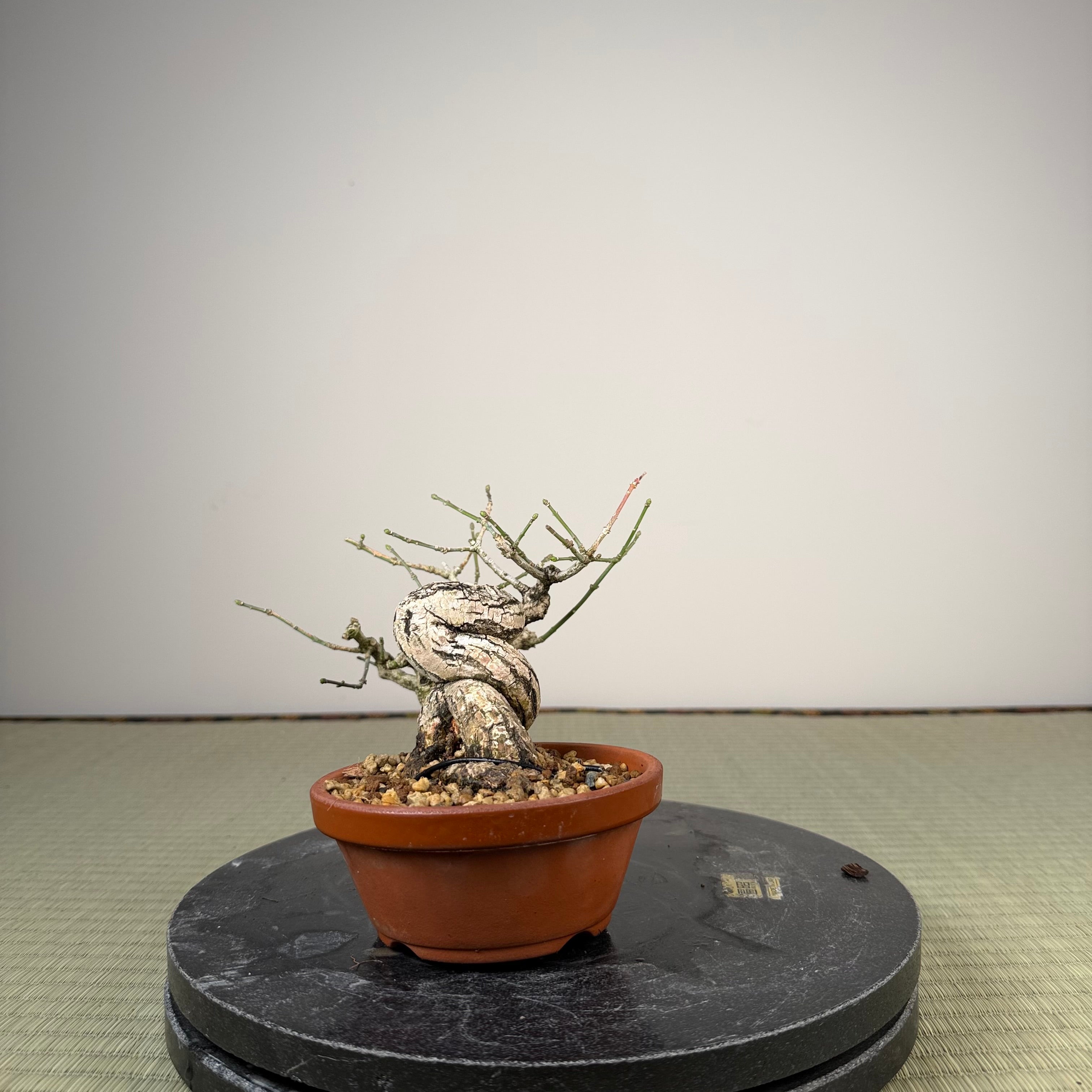 Euonymus