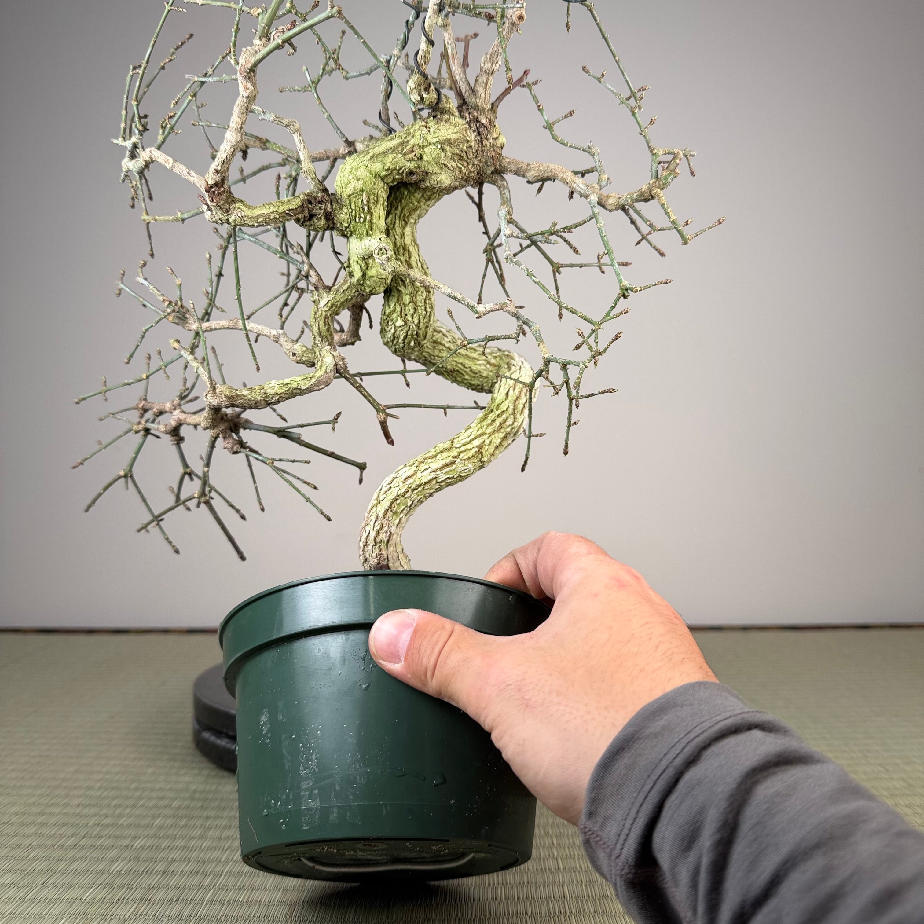 Euonymus