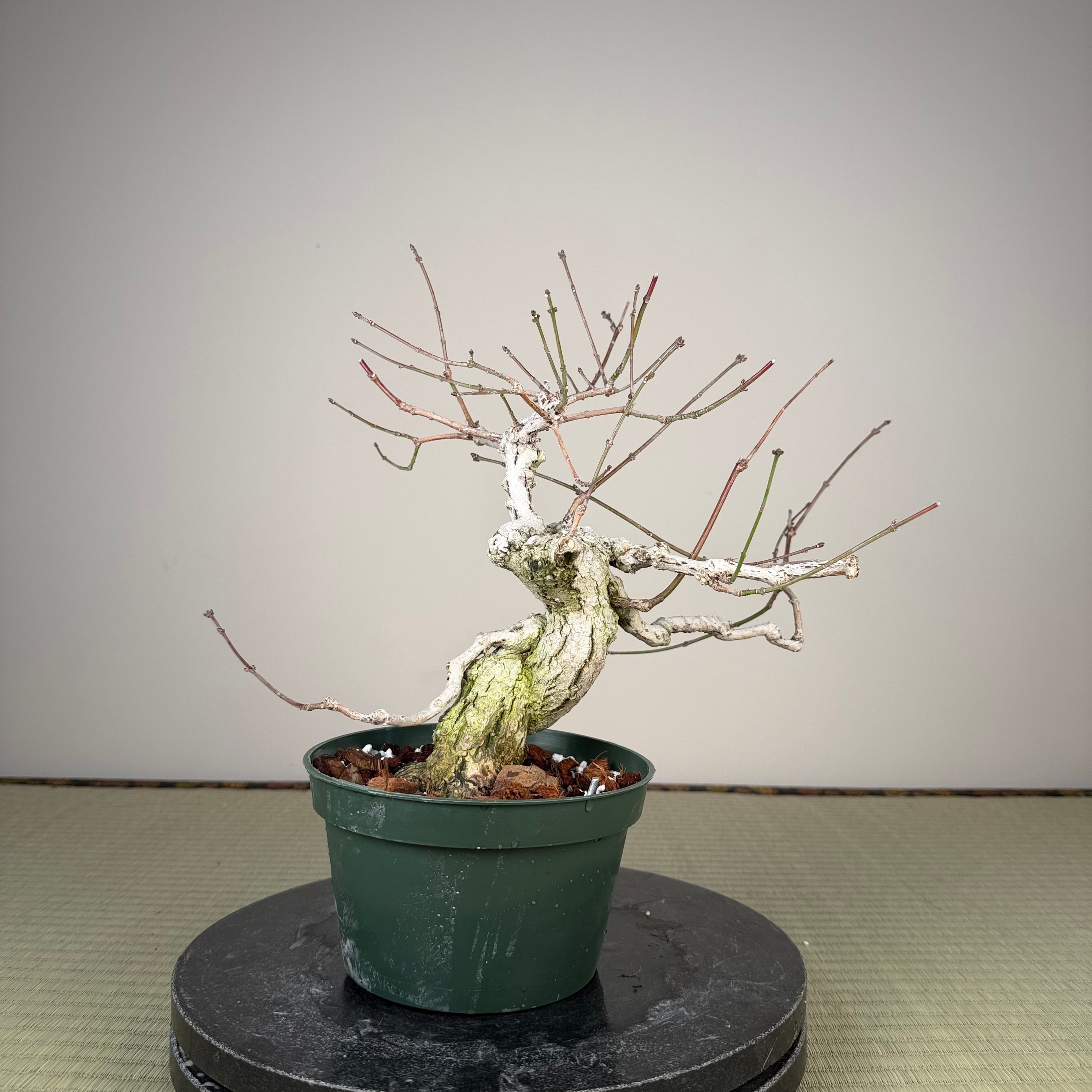 Euonymus
