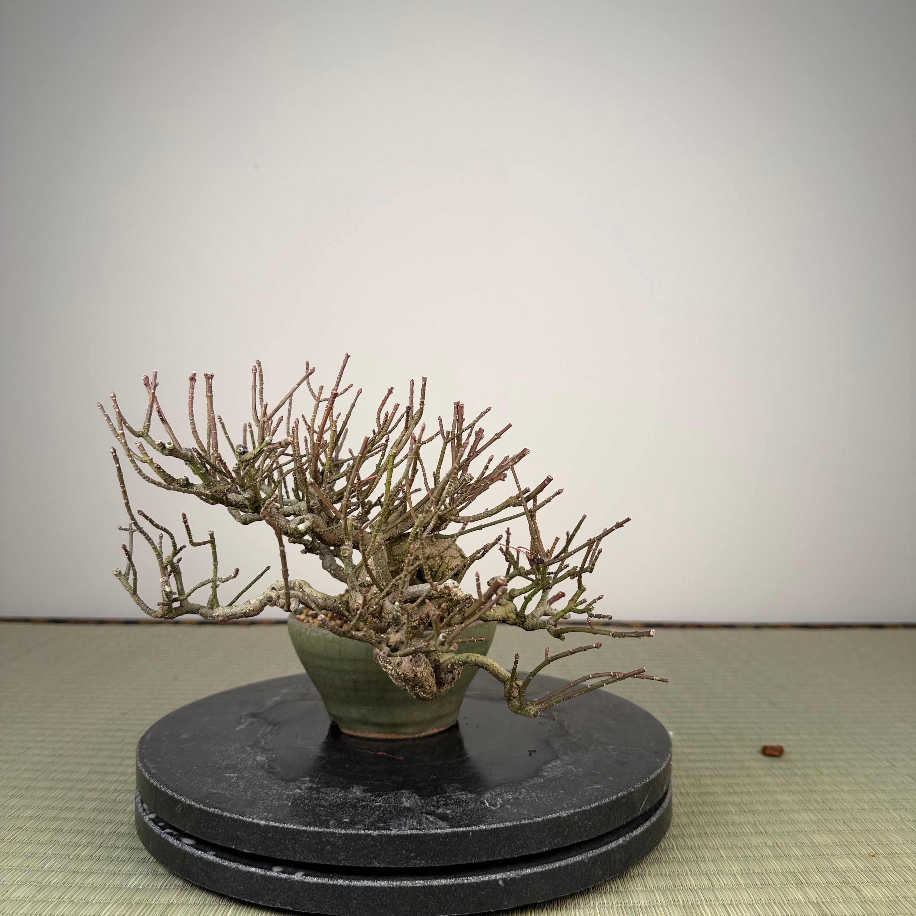 Euonymus