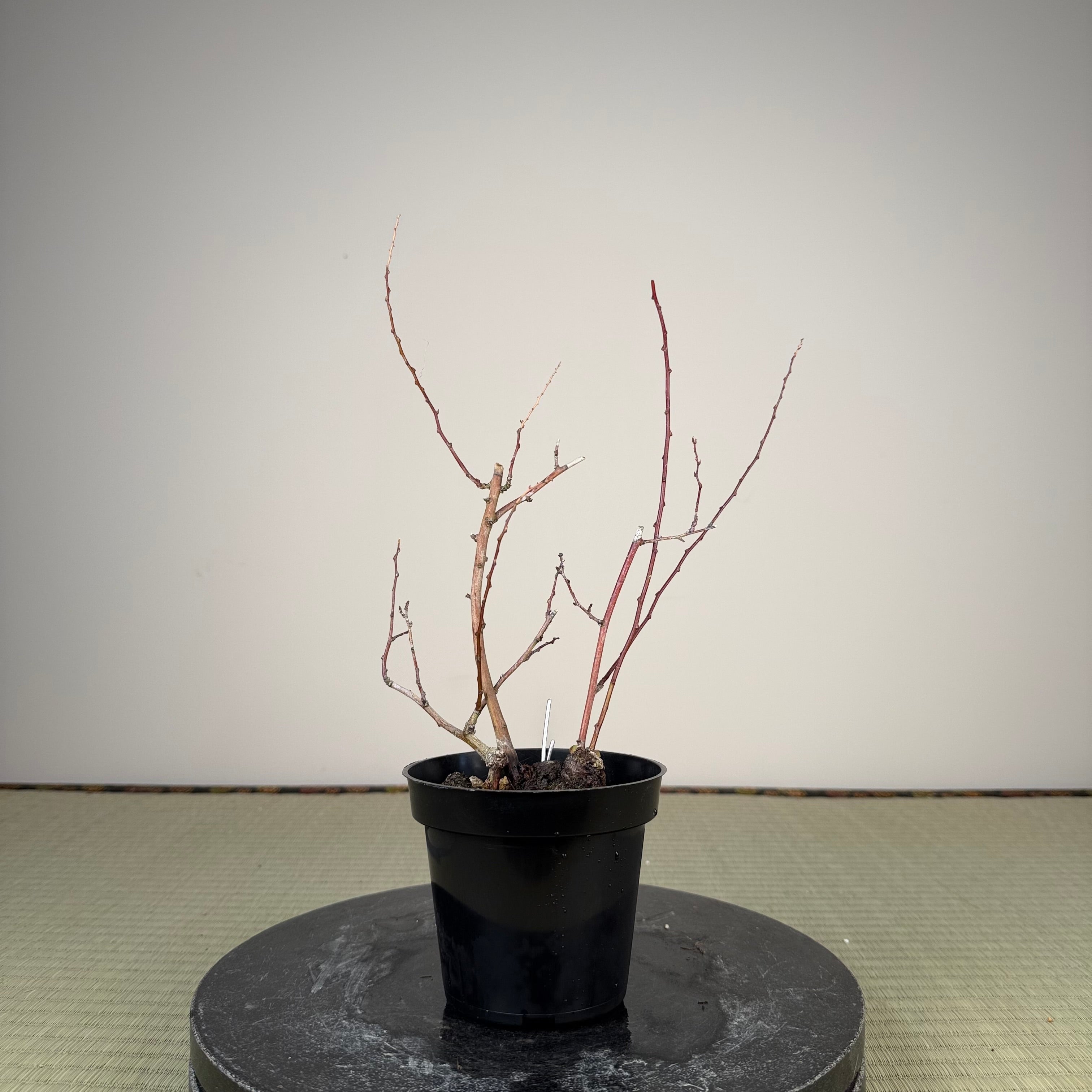 Berchemia racemosa