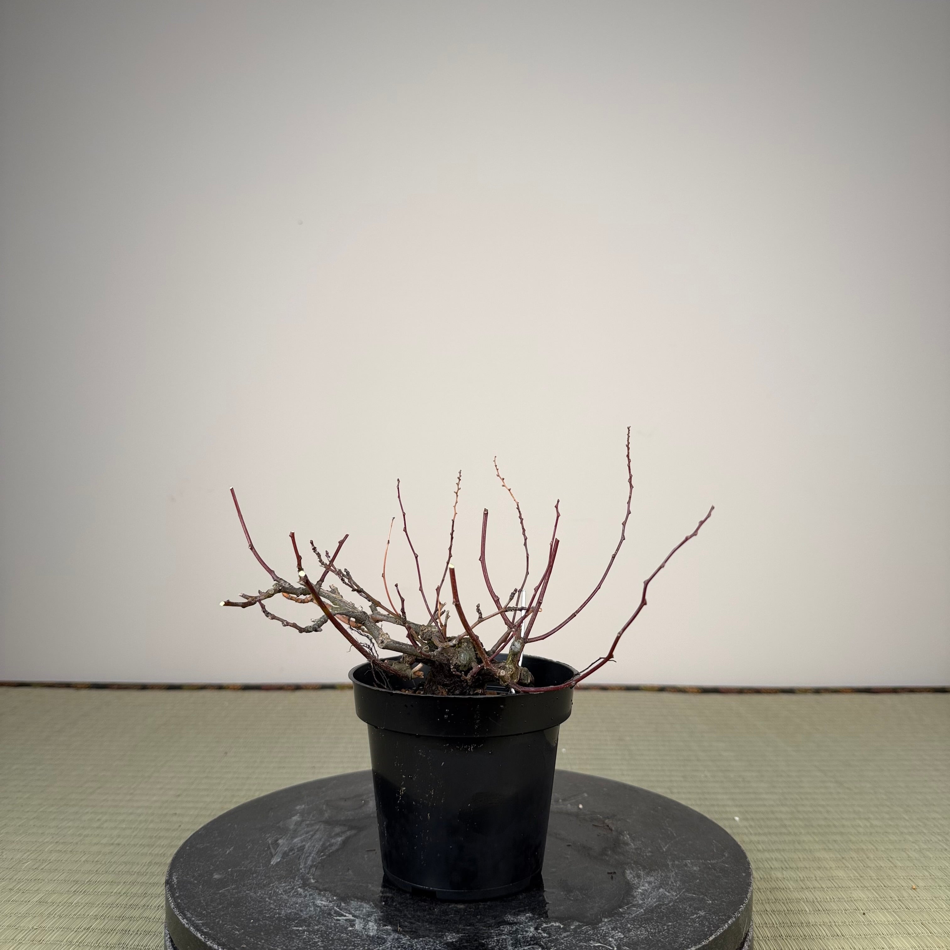 Berchemia racemosa