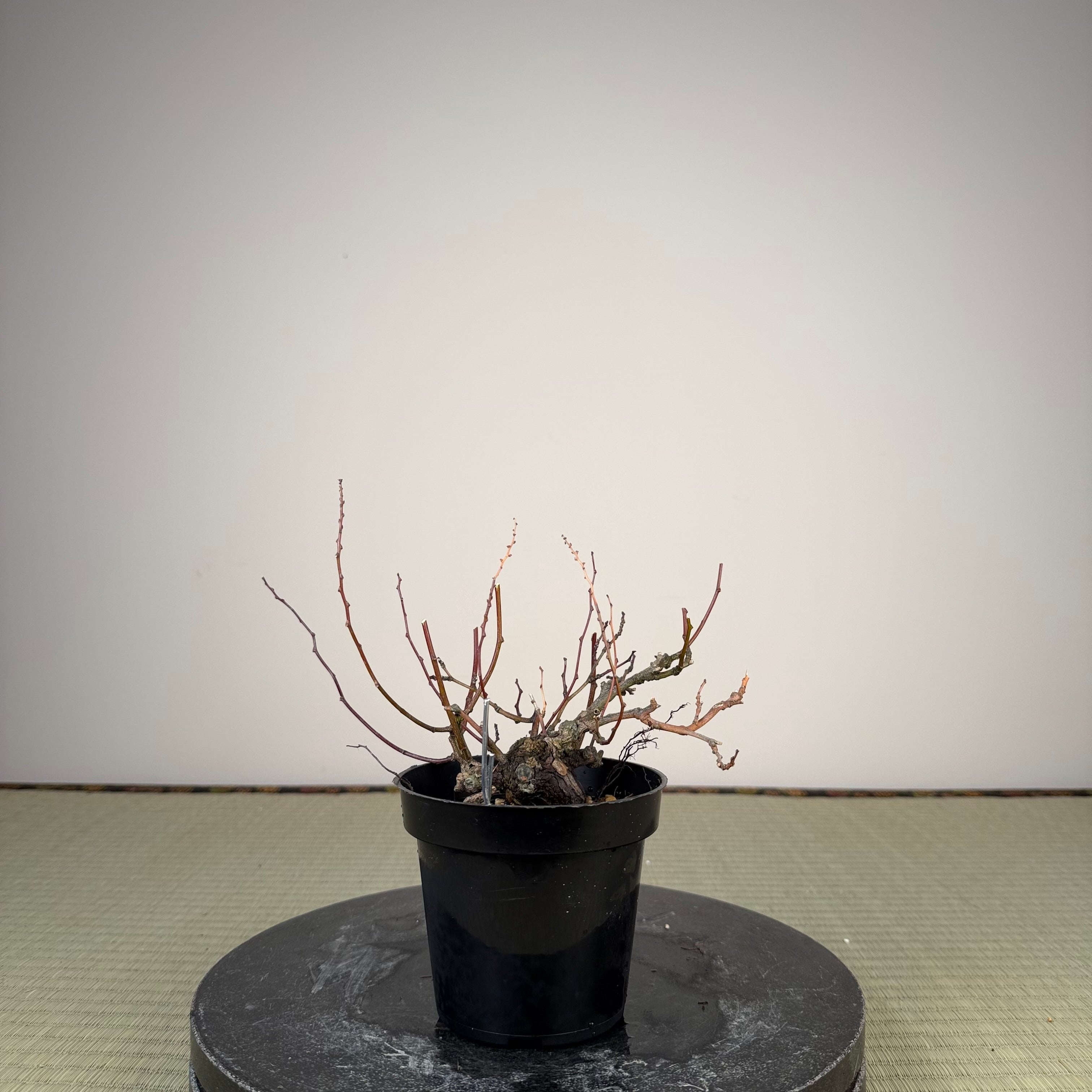 Berchemia racemosa