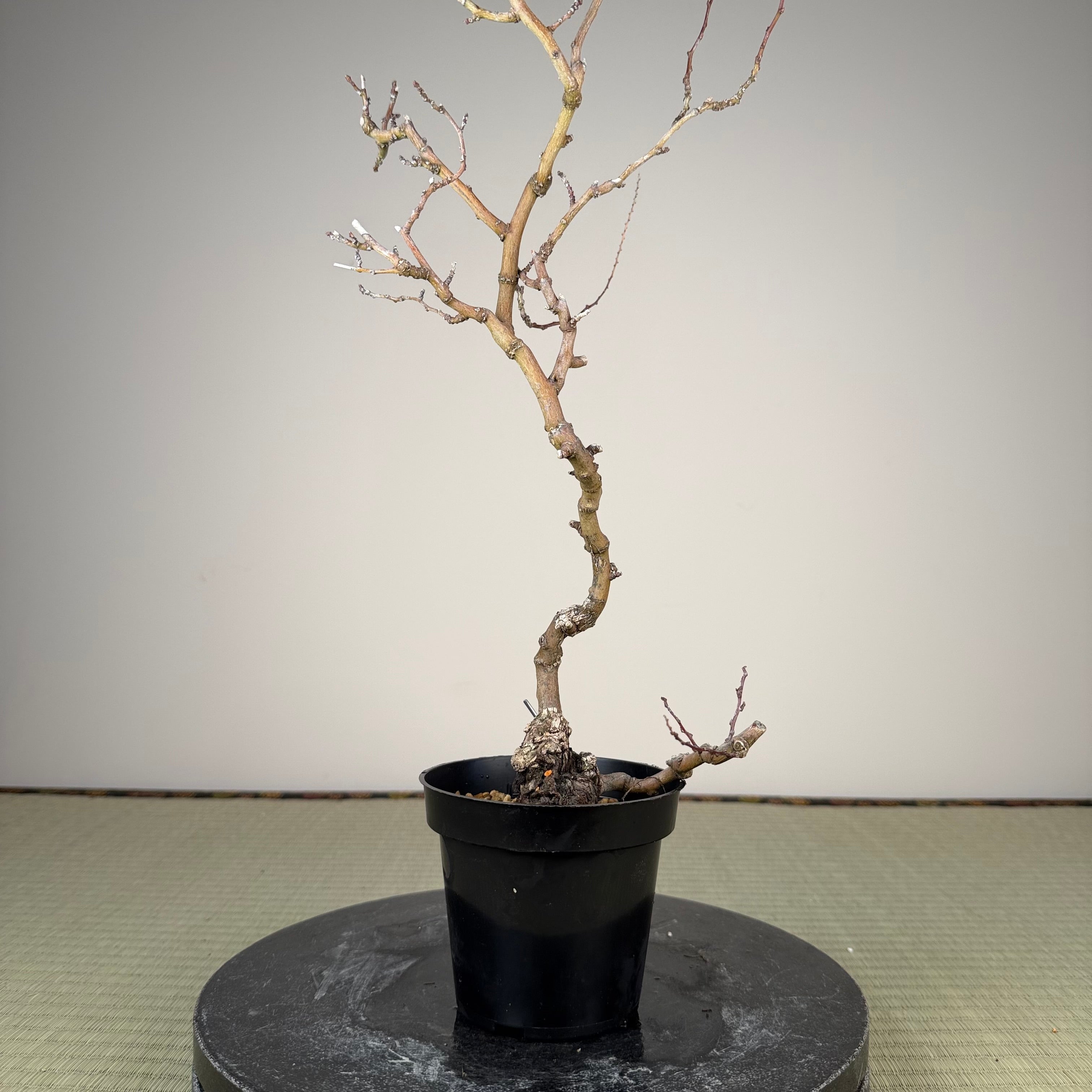 Berchemia racemosa