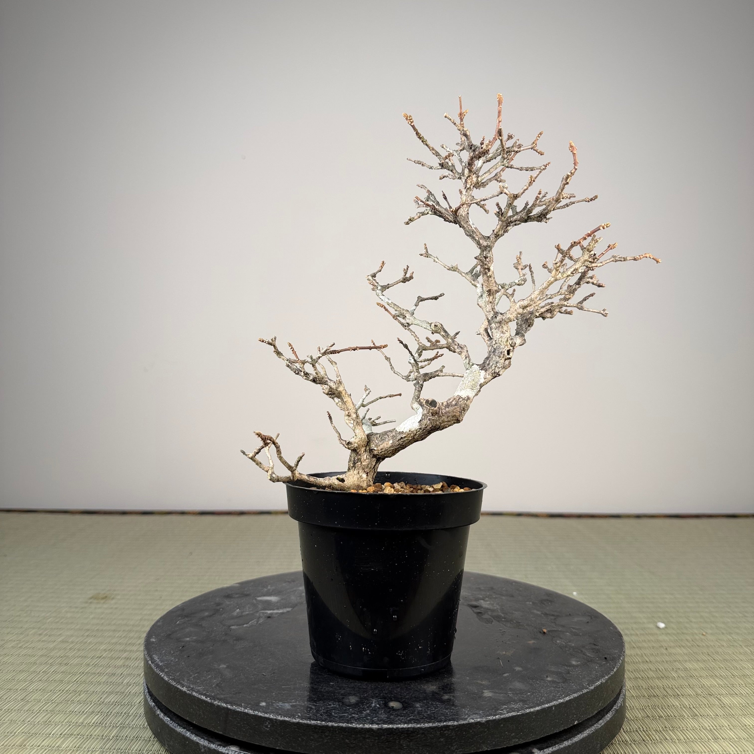 Premna japonica