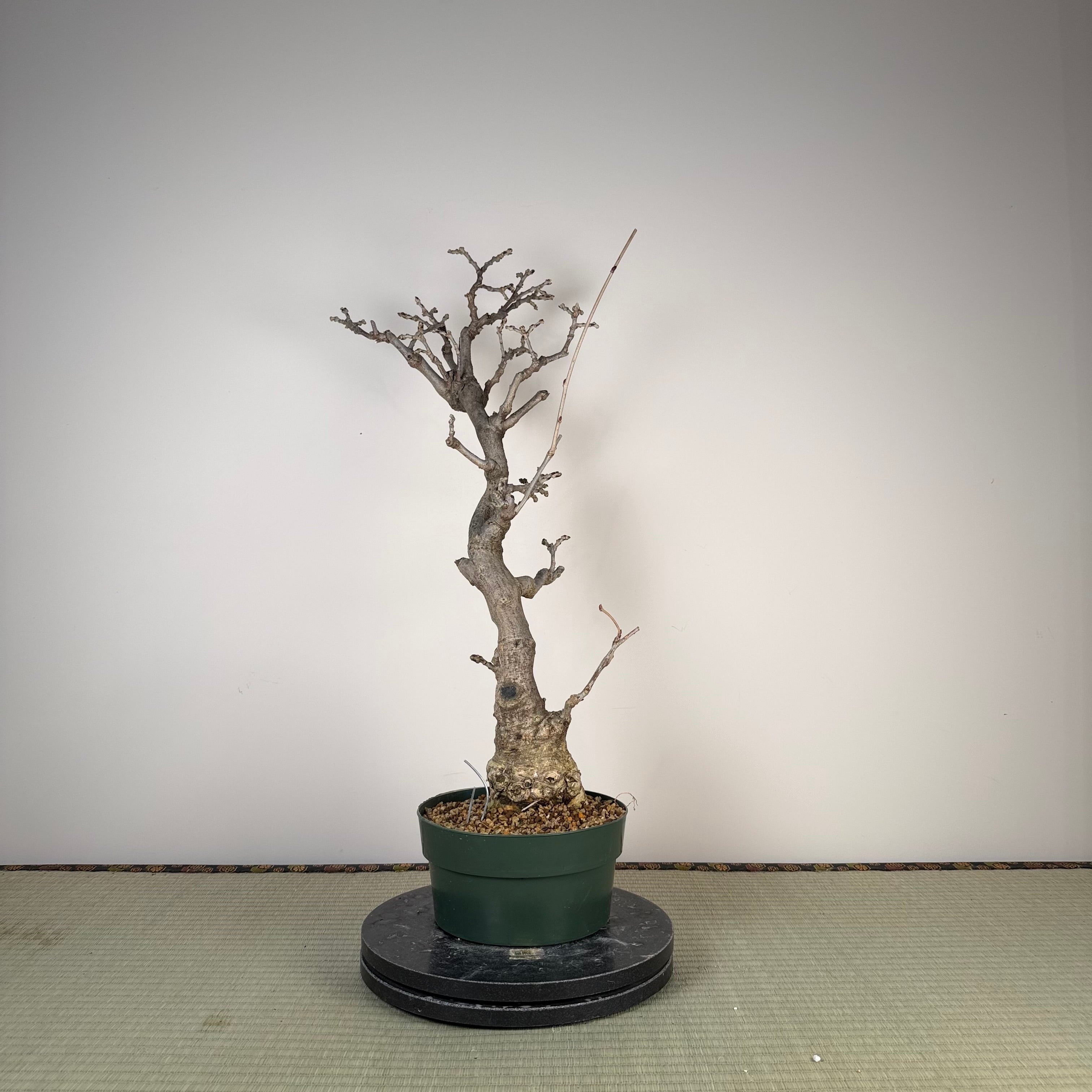 Wisteria floribunda