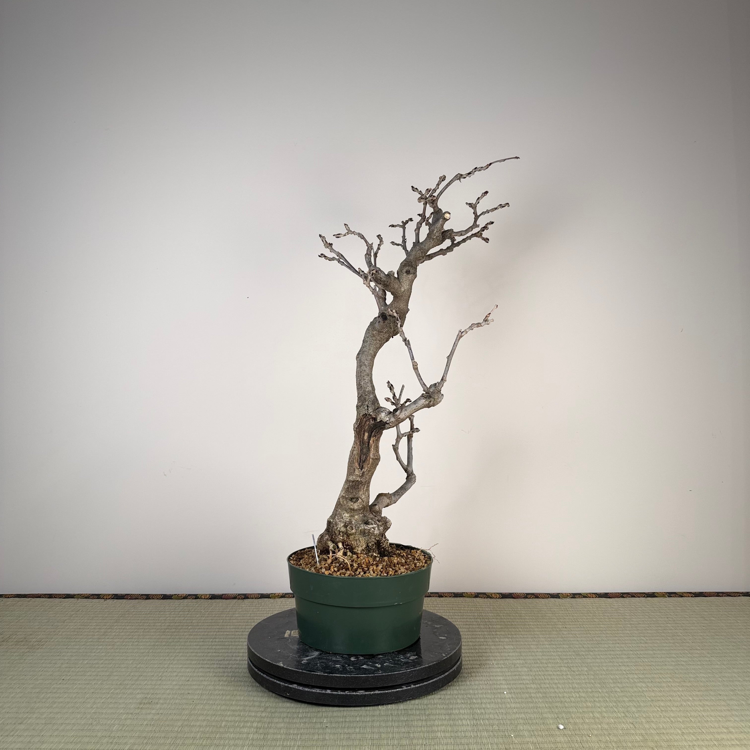 Glycine floribunda