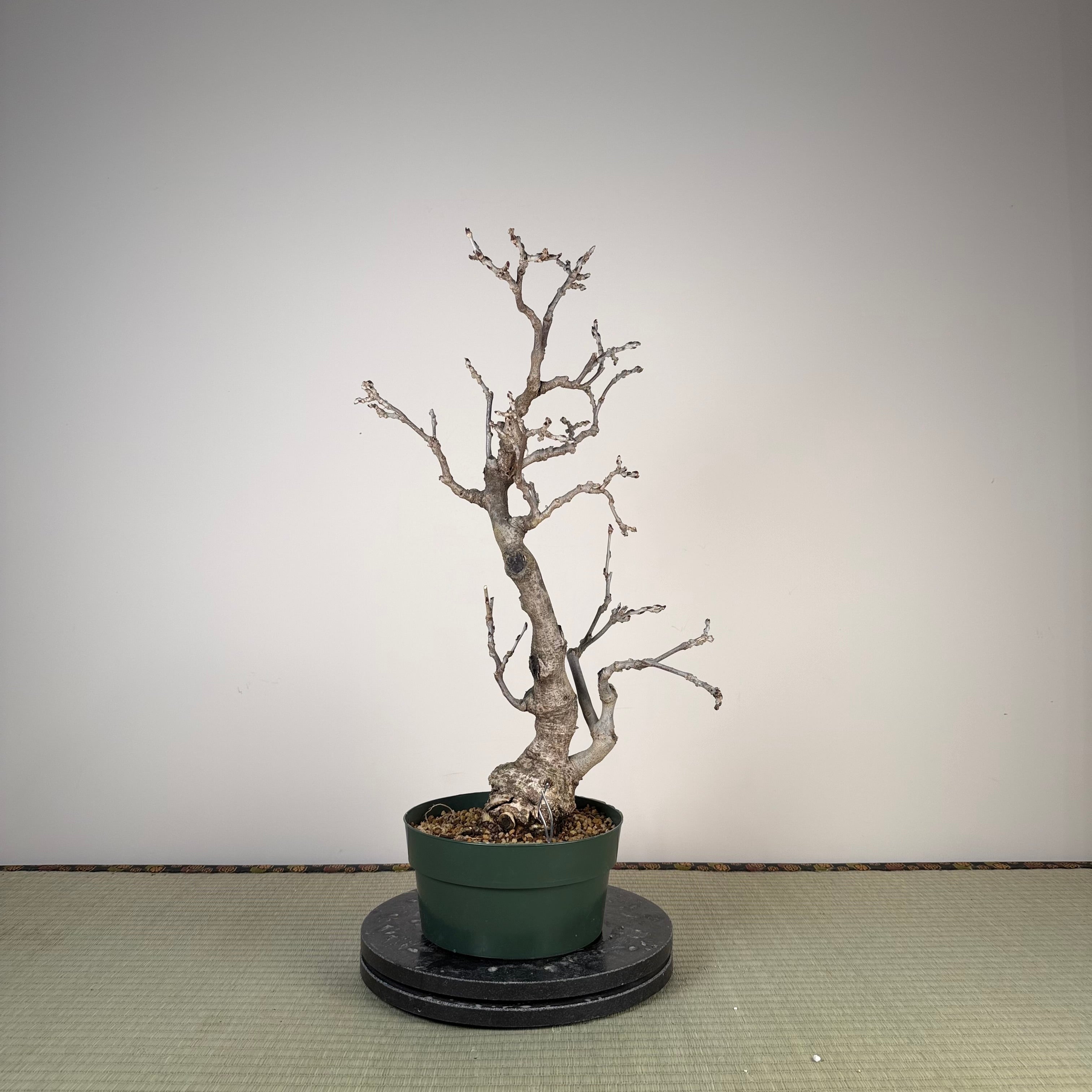 Glycine floribunda