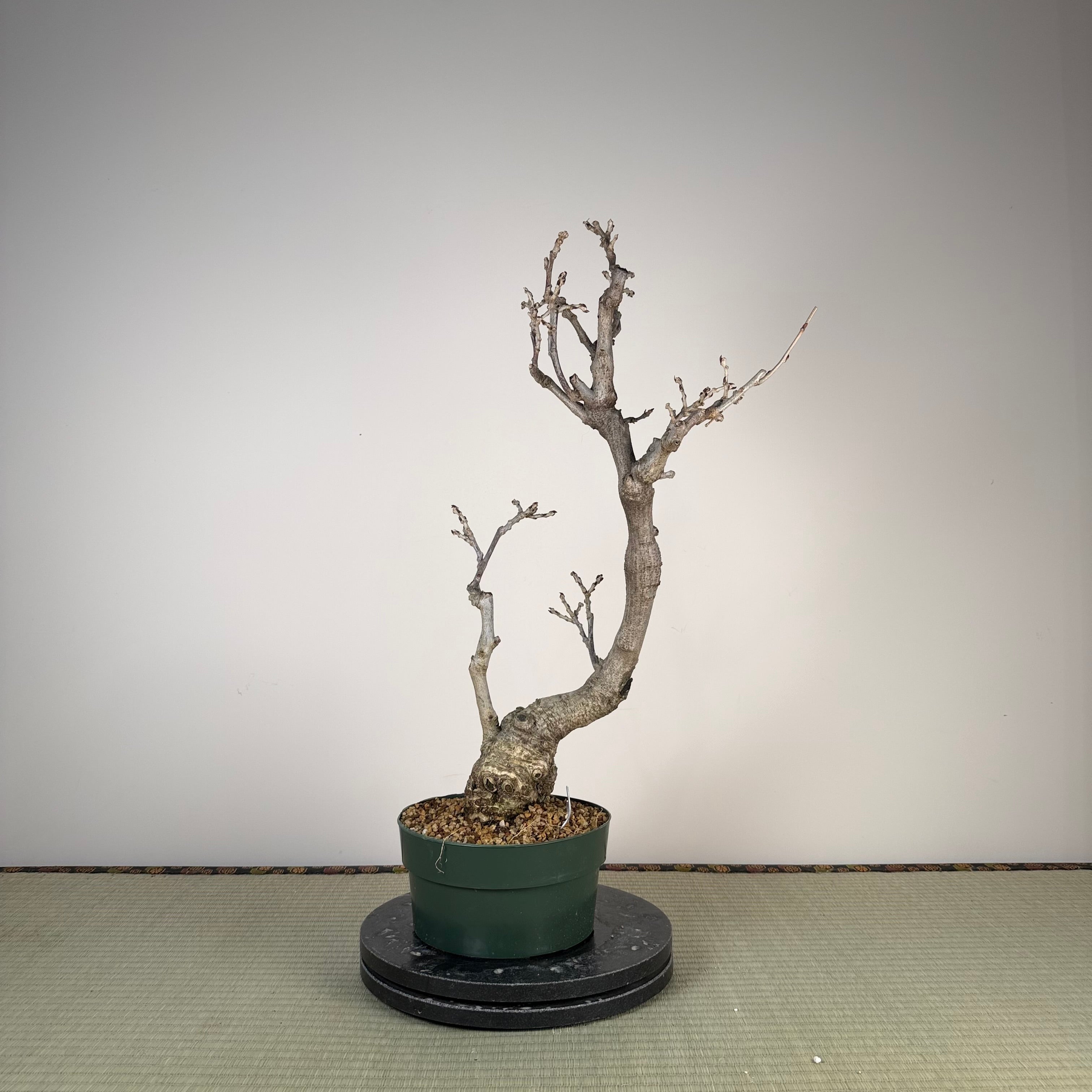 Glycine floribunda