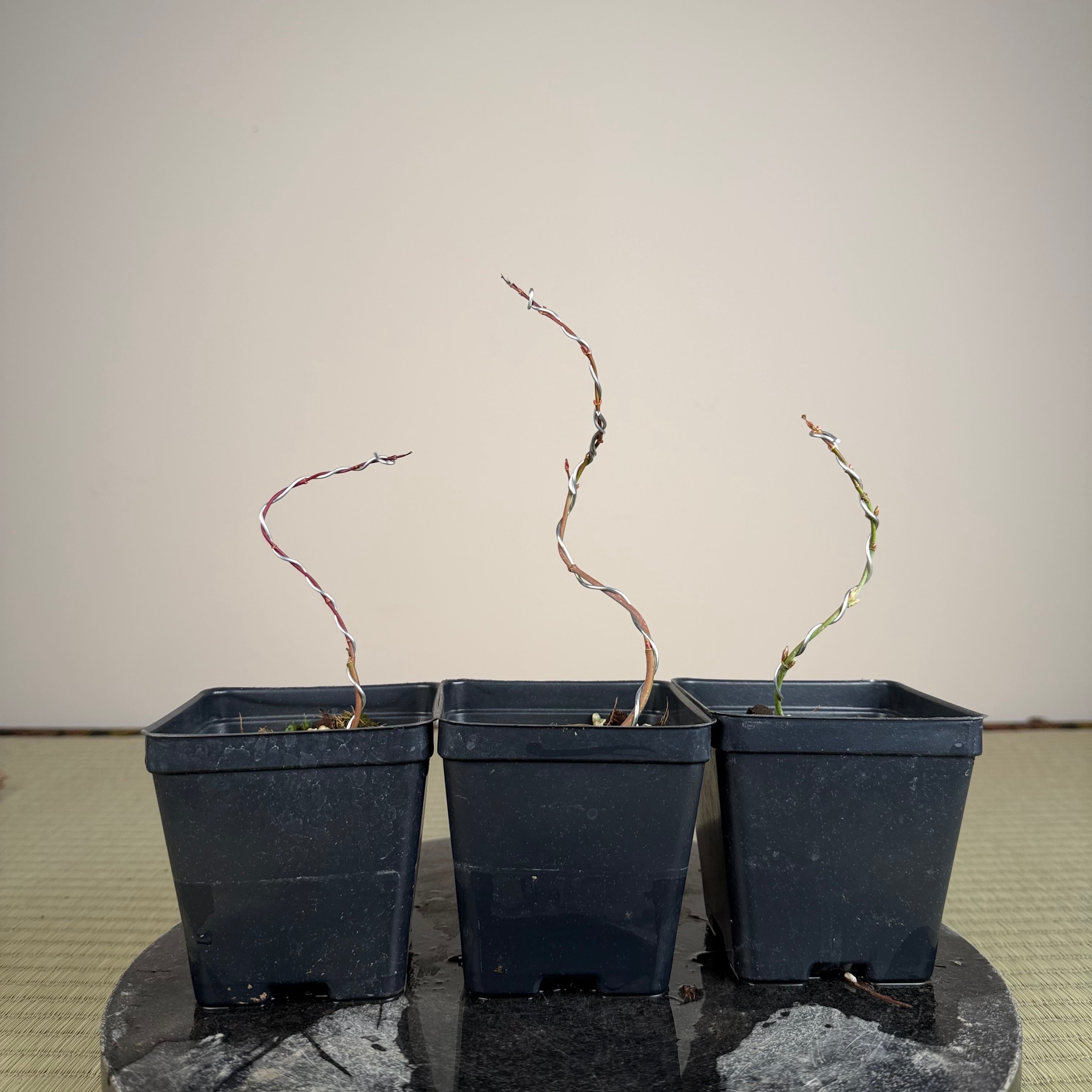 Acer palmatum 'Yves' Petites Feuiles' (wired)