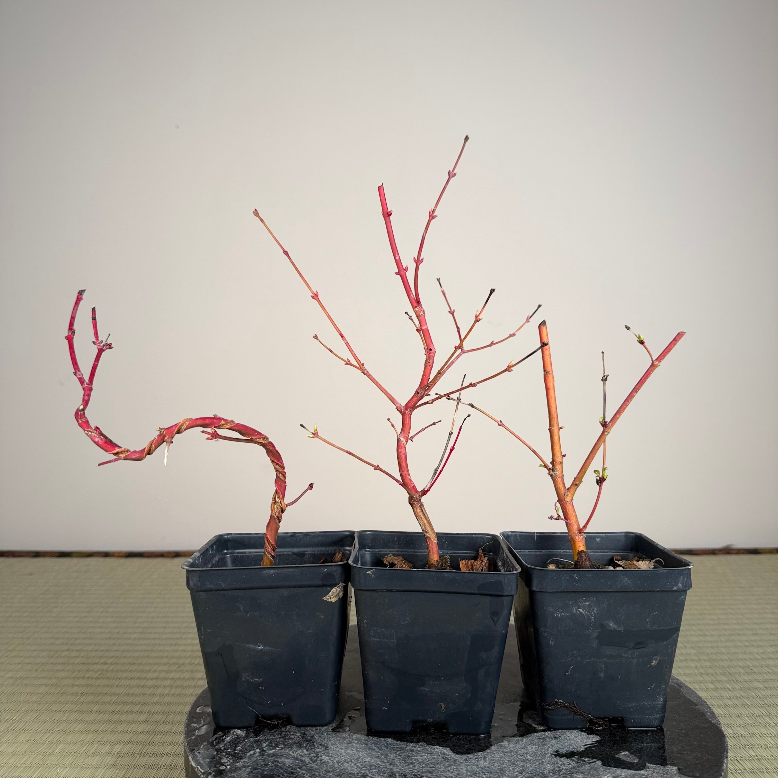 Acer palmatum 'Sango Kaku' (oddballs)