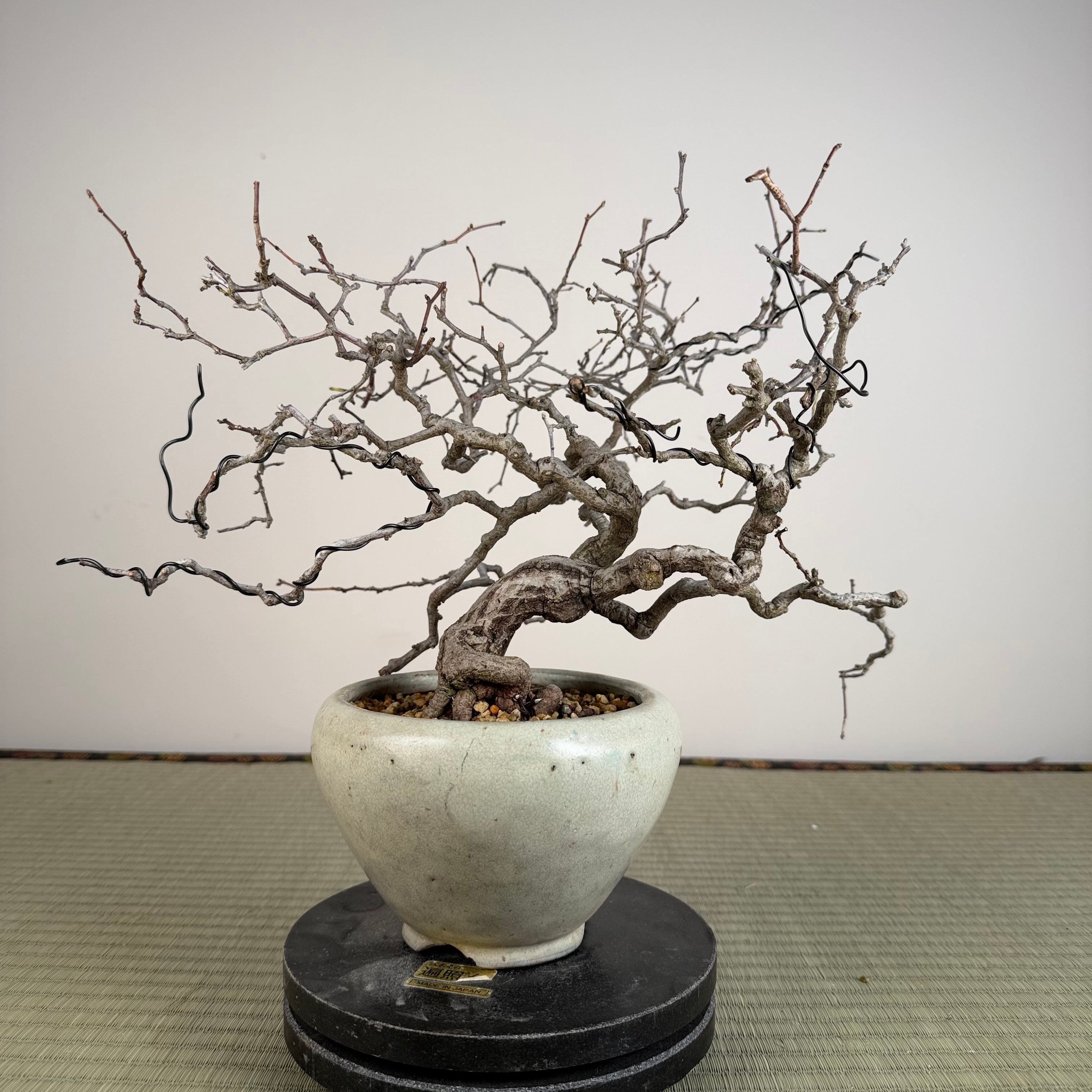 Sabia japonica