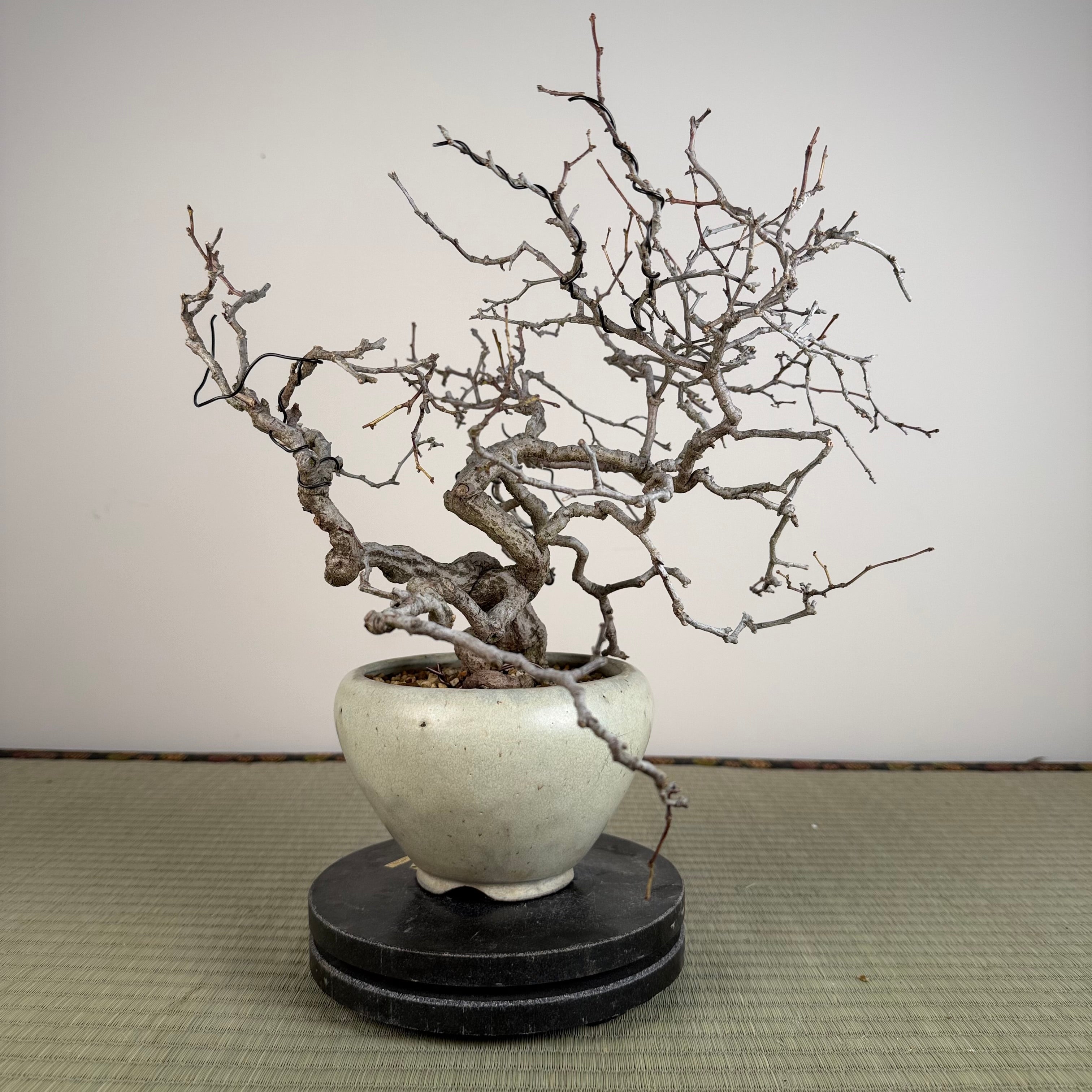 Sabia japonica
