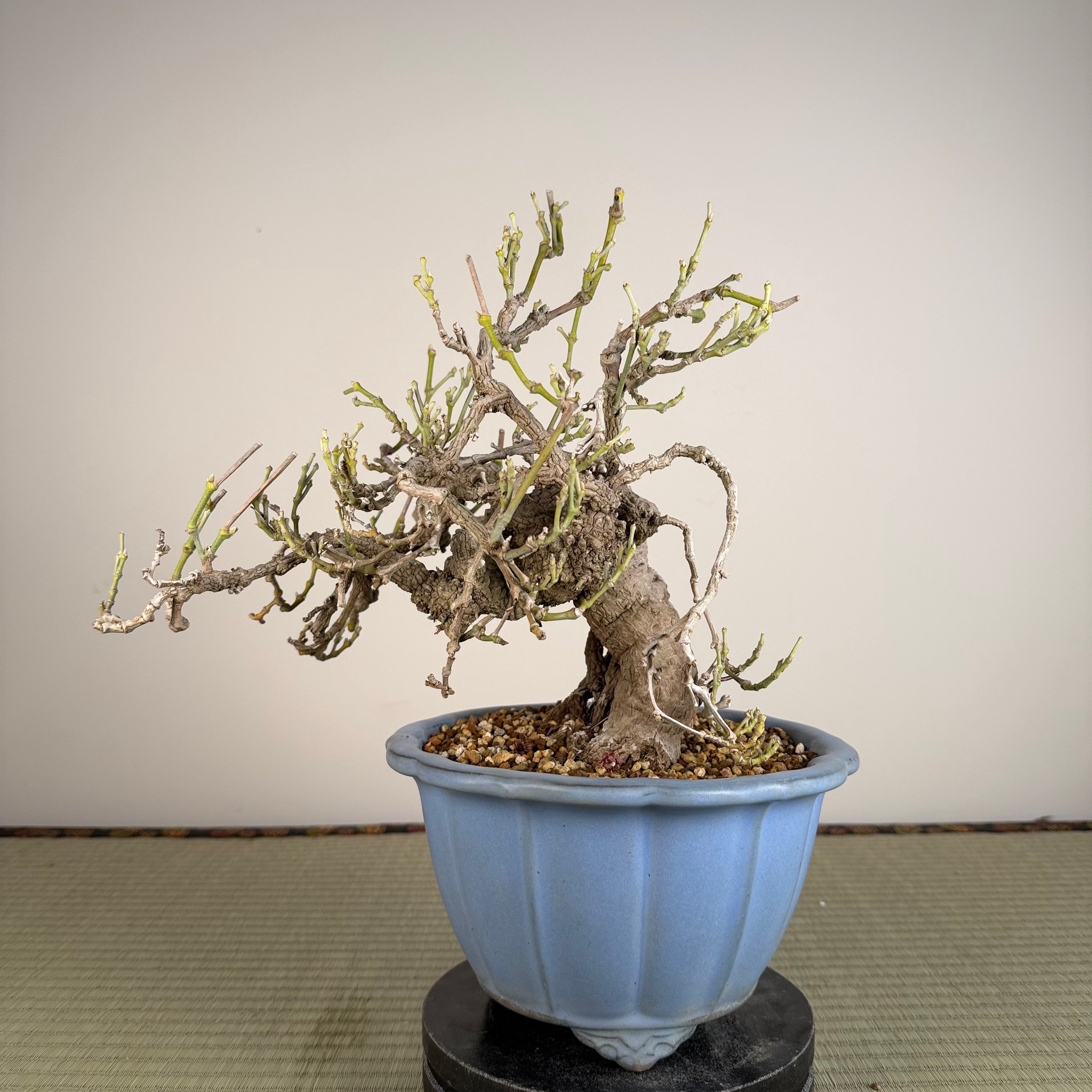 Aristolochia debilis