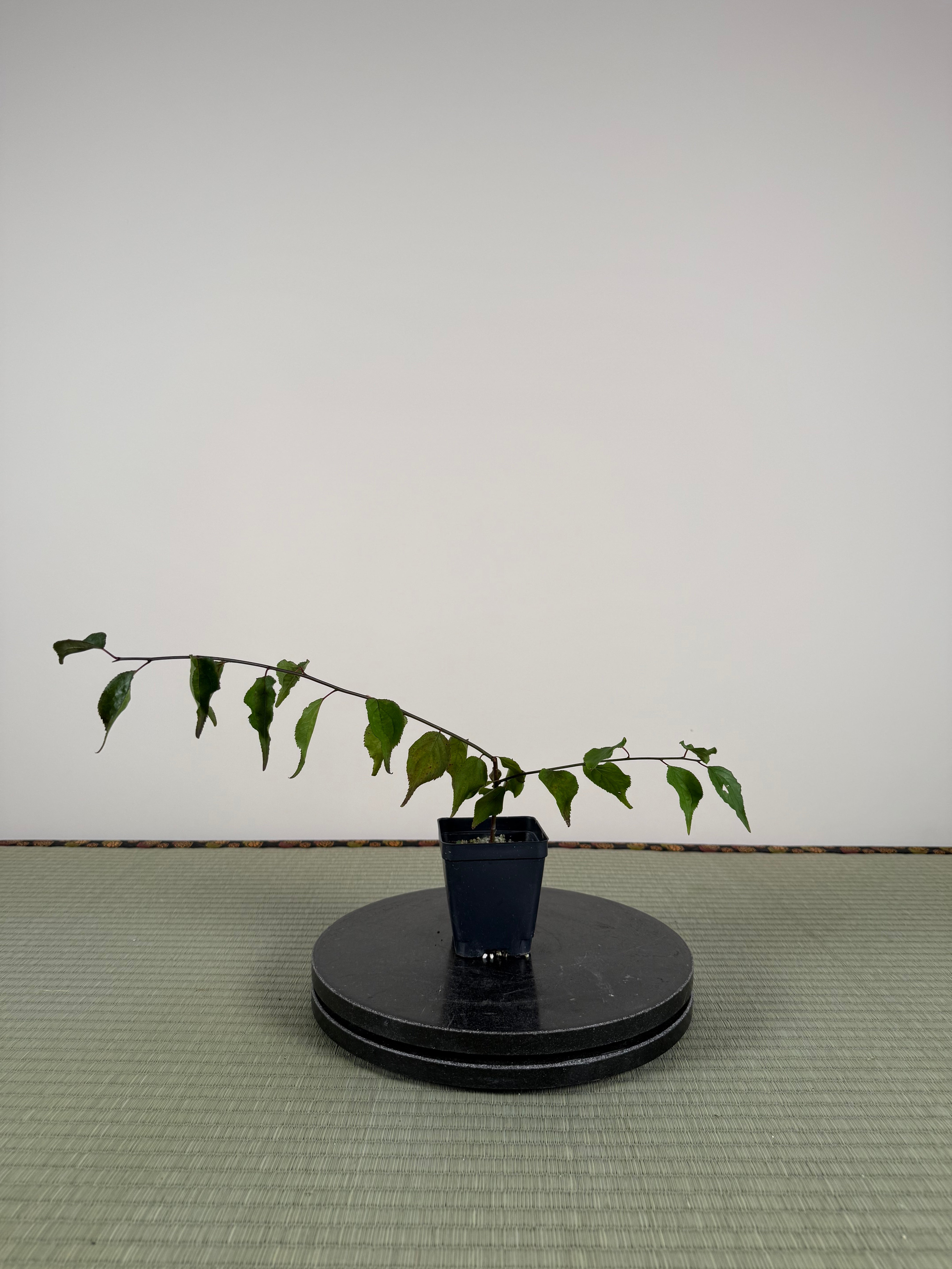 Prunus mume (weeping red variety)