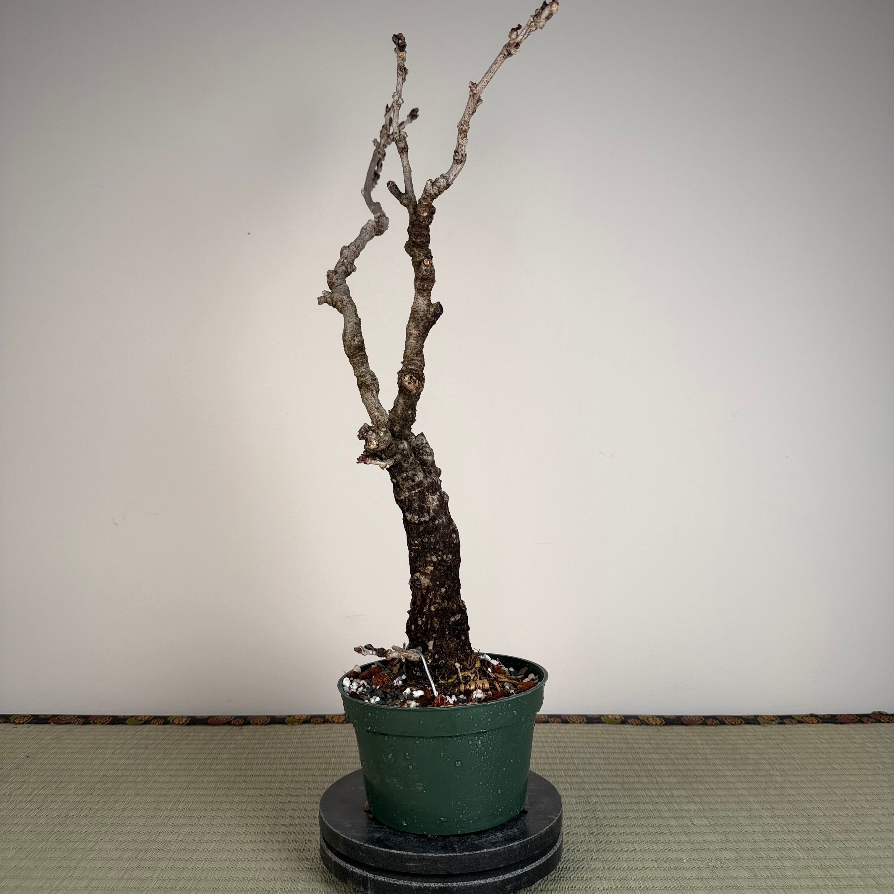 Glycine floribunda
