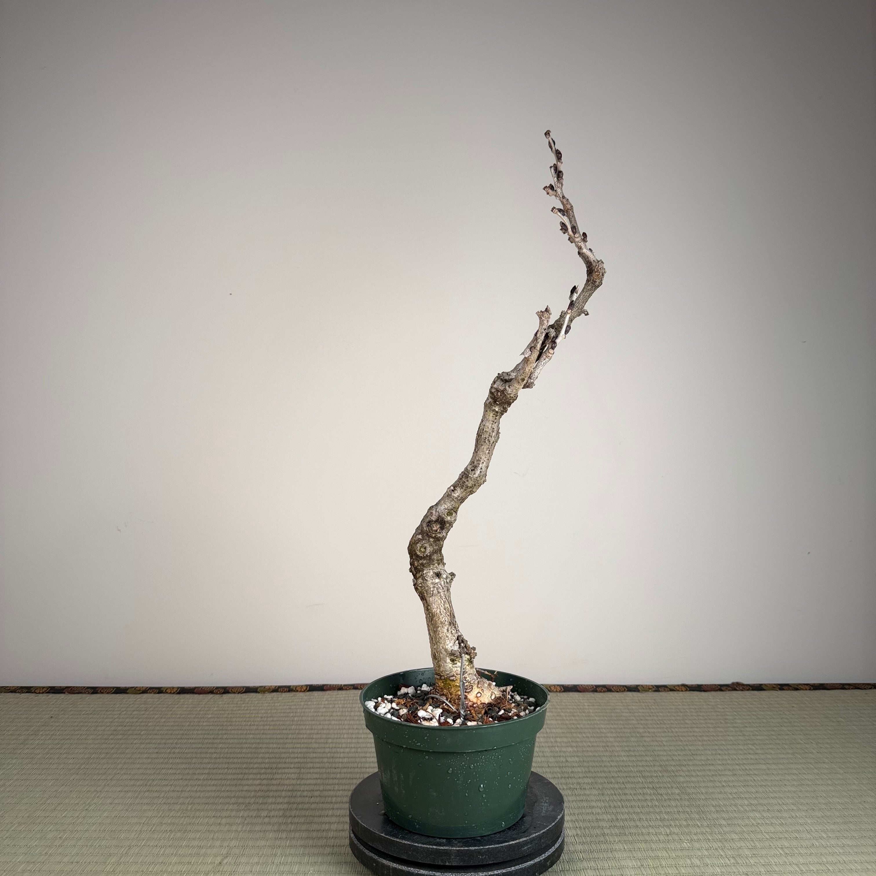 Glycine floribunda