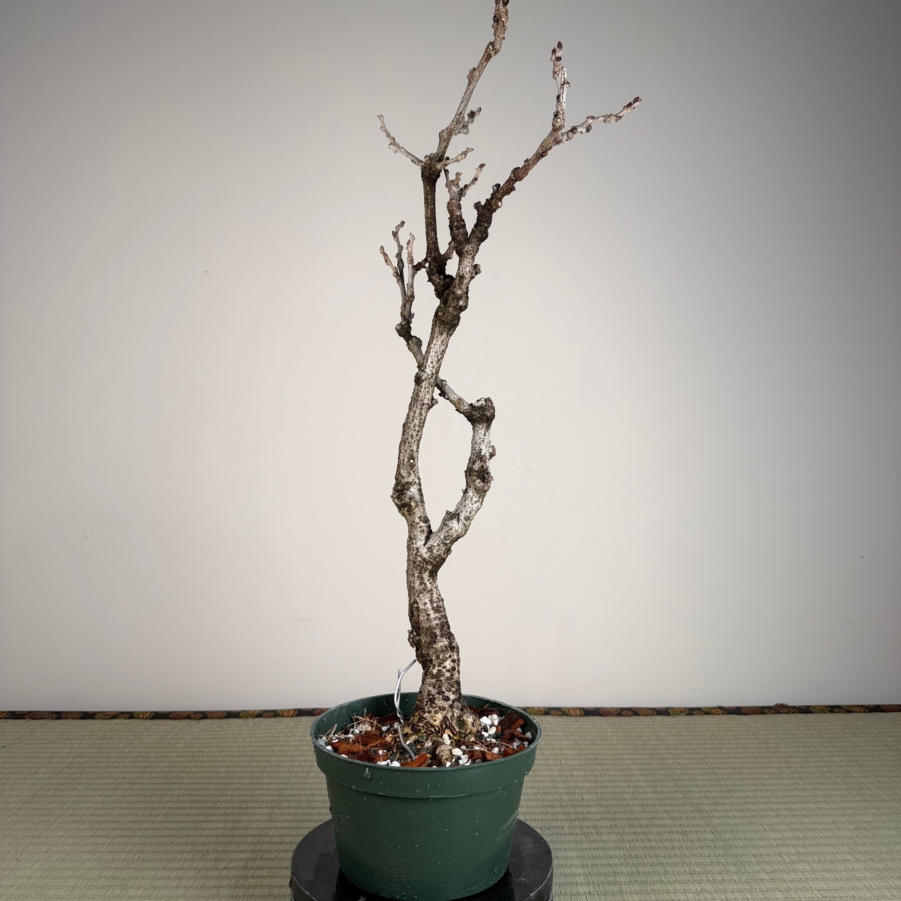 Glycine floribunda