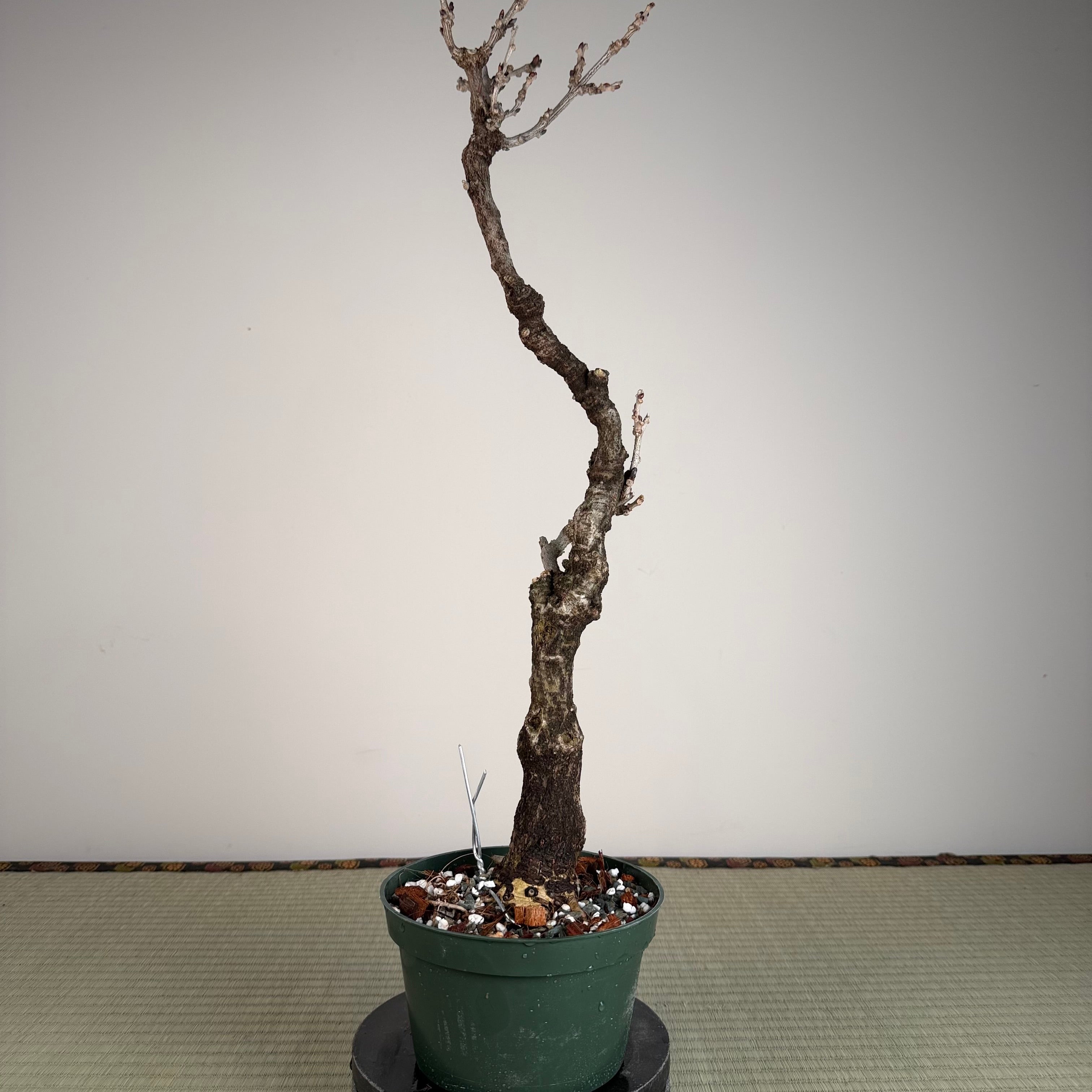 Glycine floribunda