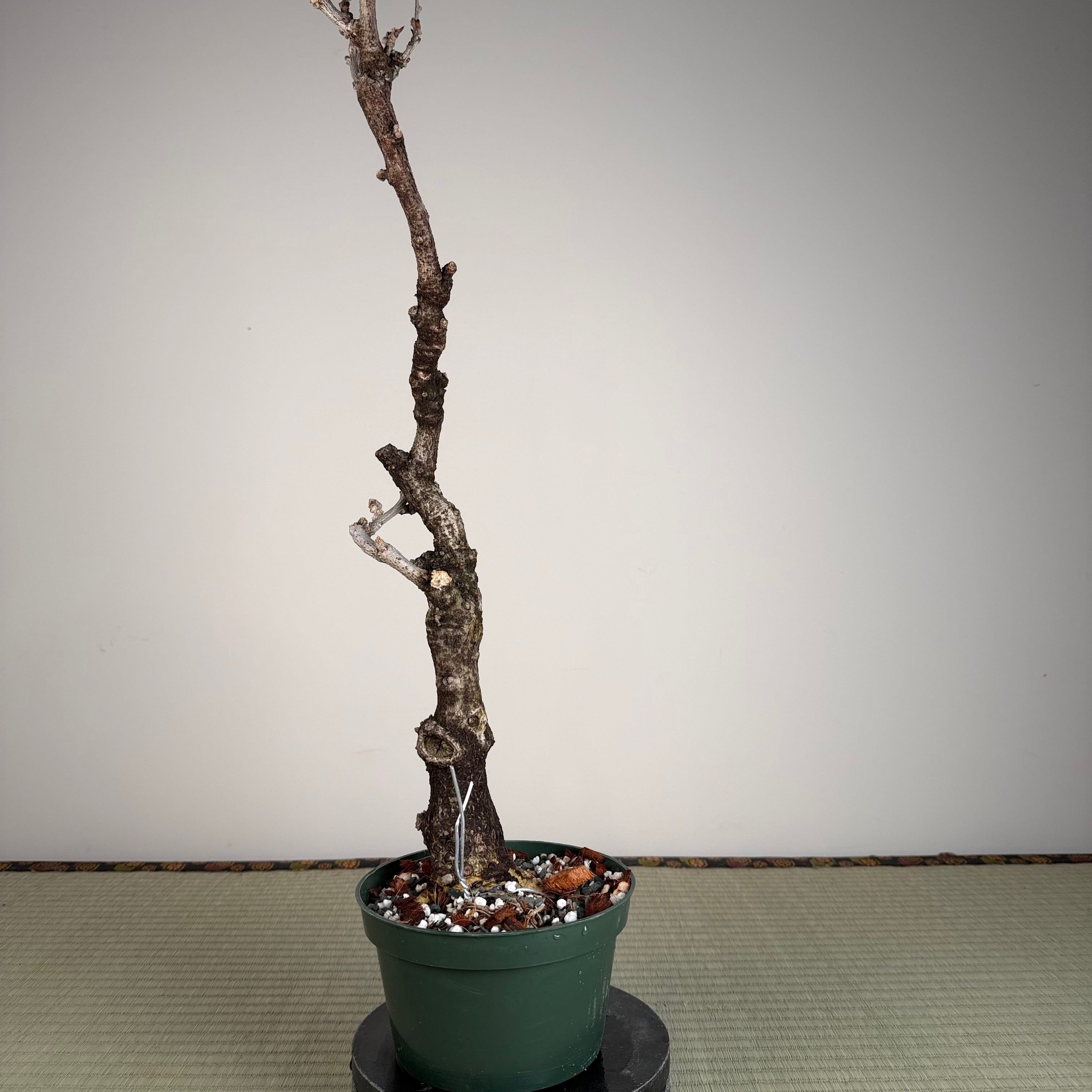 Glycine floribunda