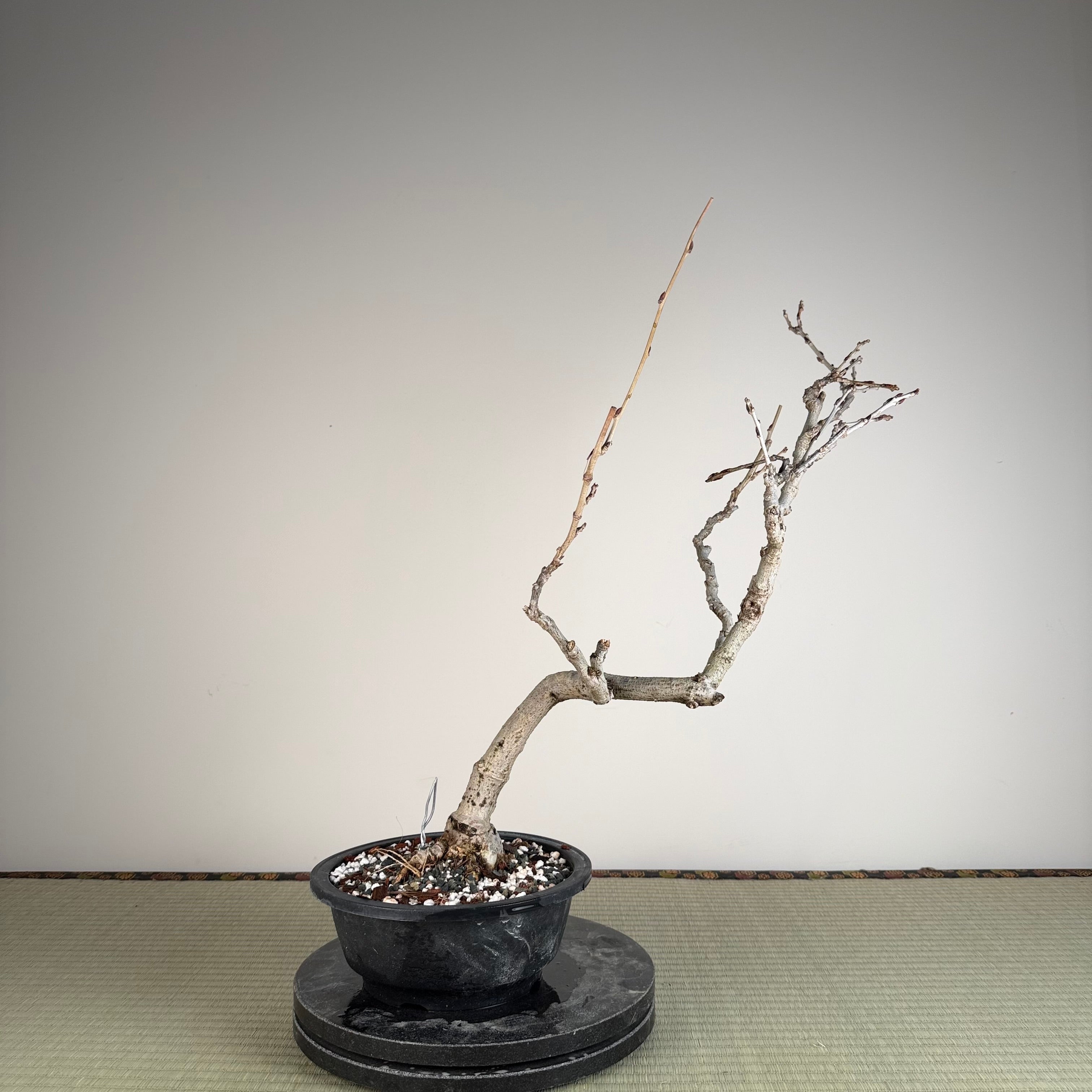 Glycine floribunda (blanche)