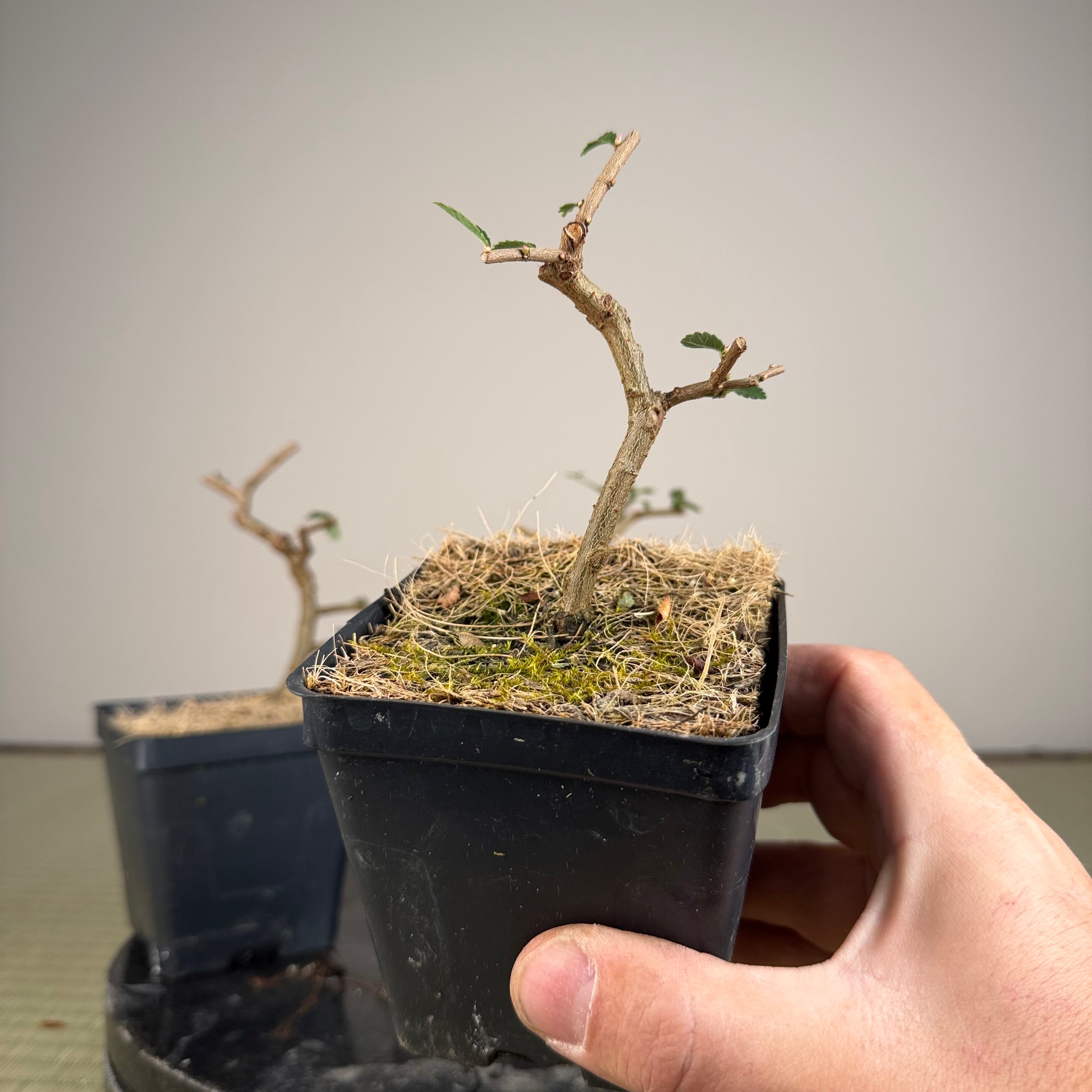 Ulmus parvifolia