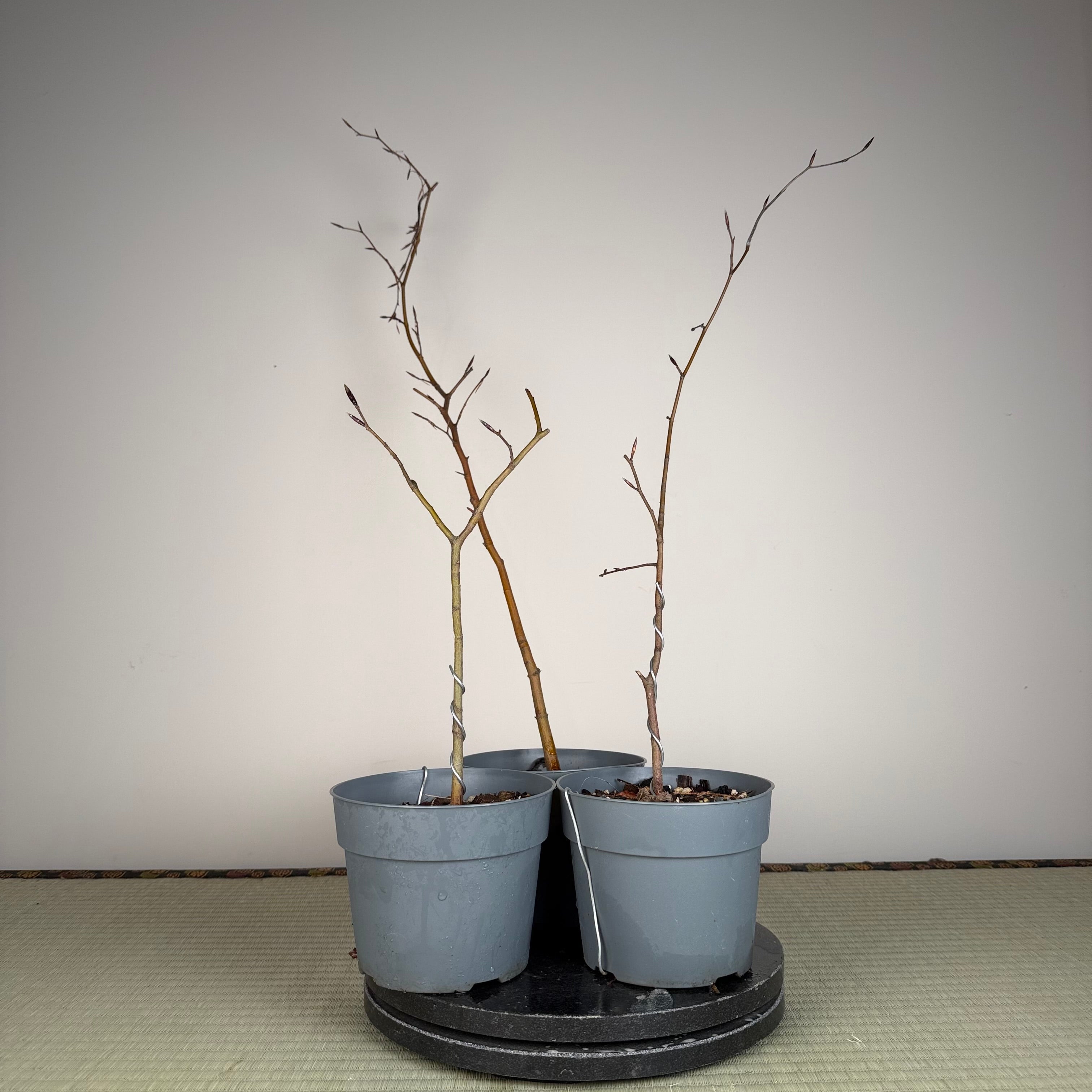 Fagus sylvatica