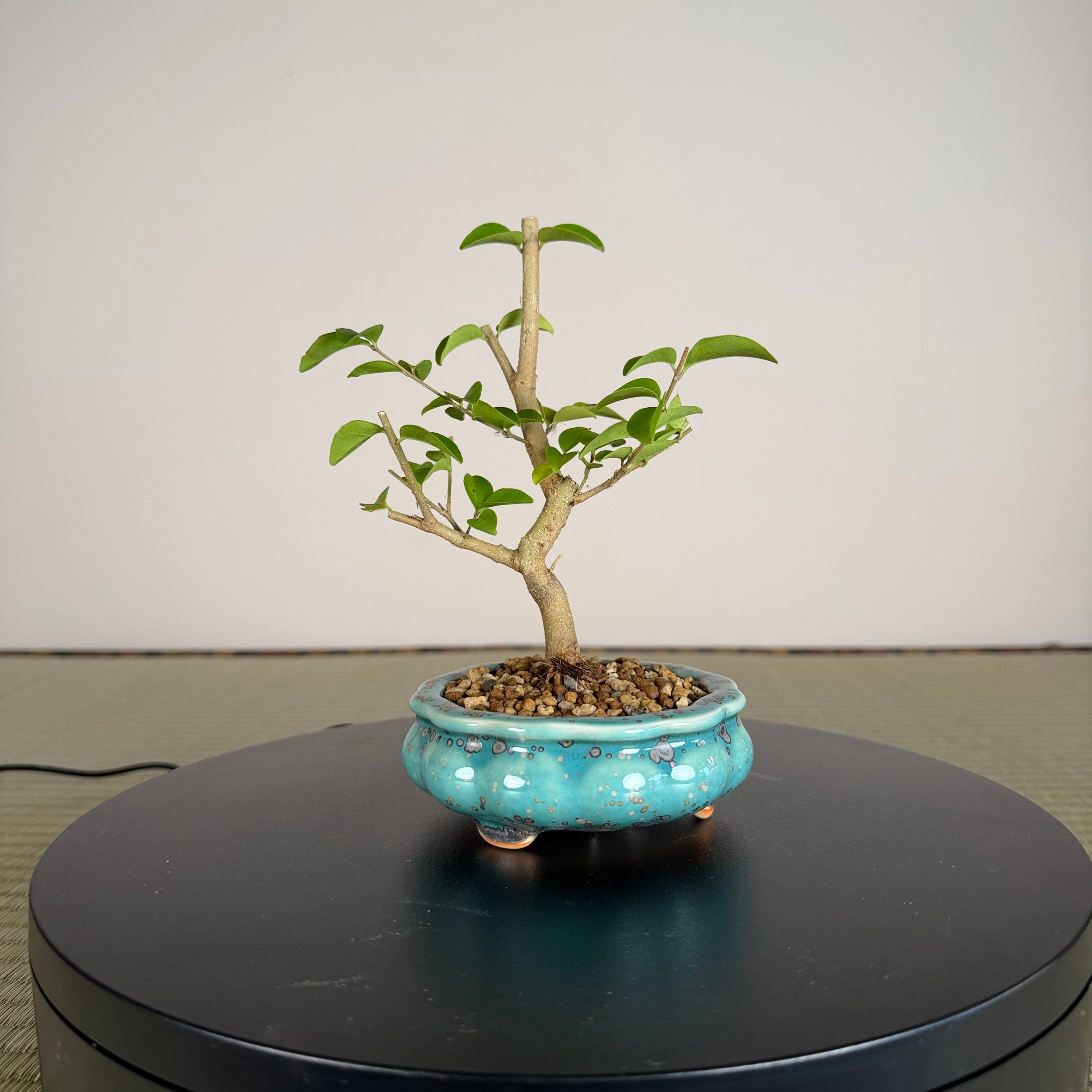 Chinese Privet