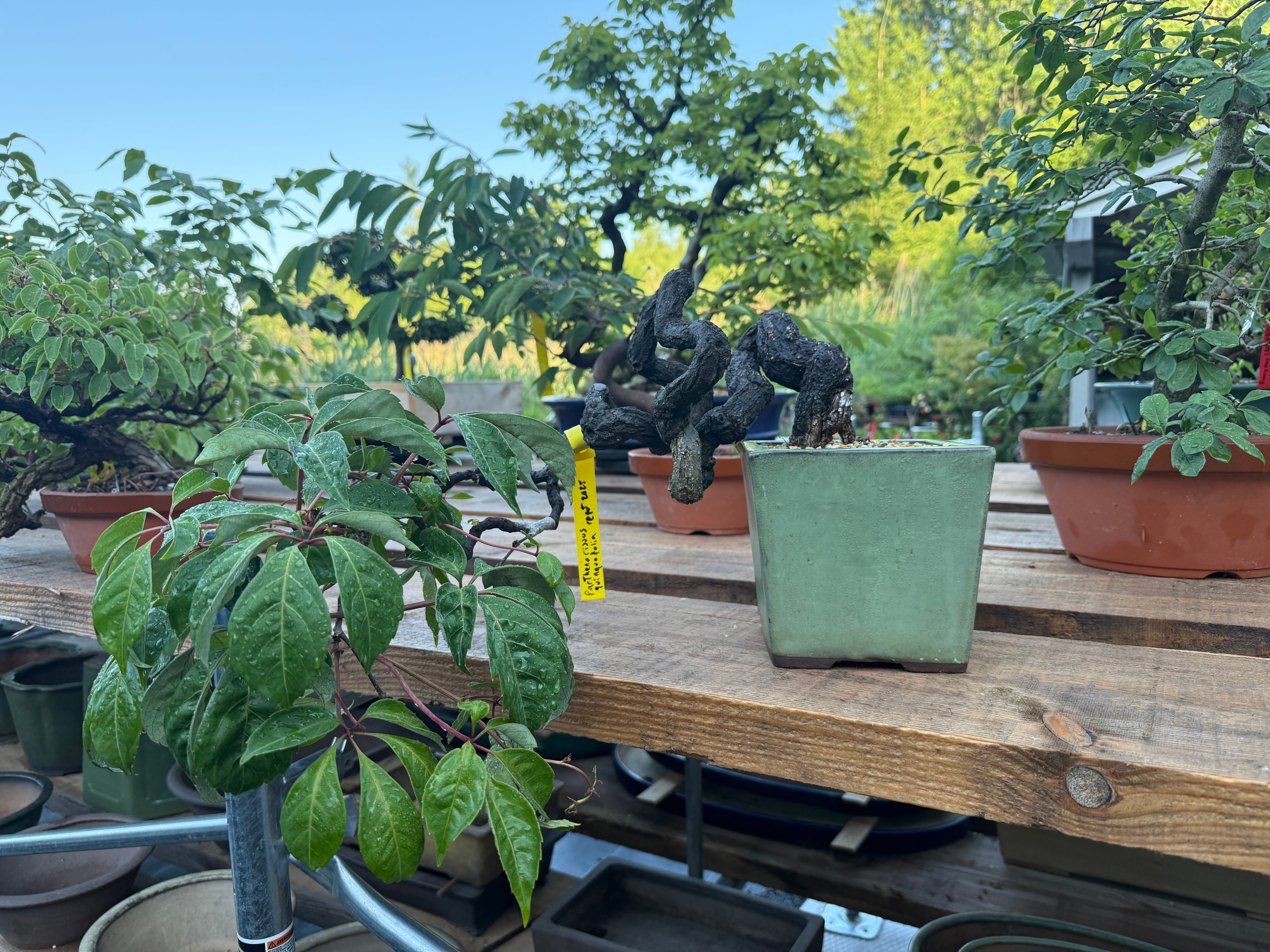 Parthenocissus quinquefolia (Pot antique)