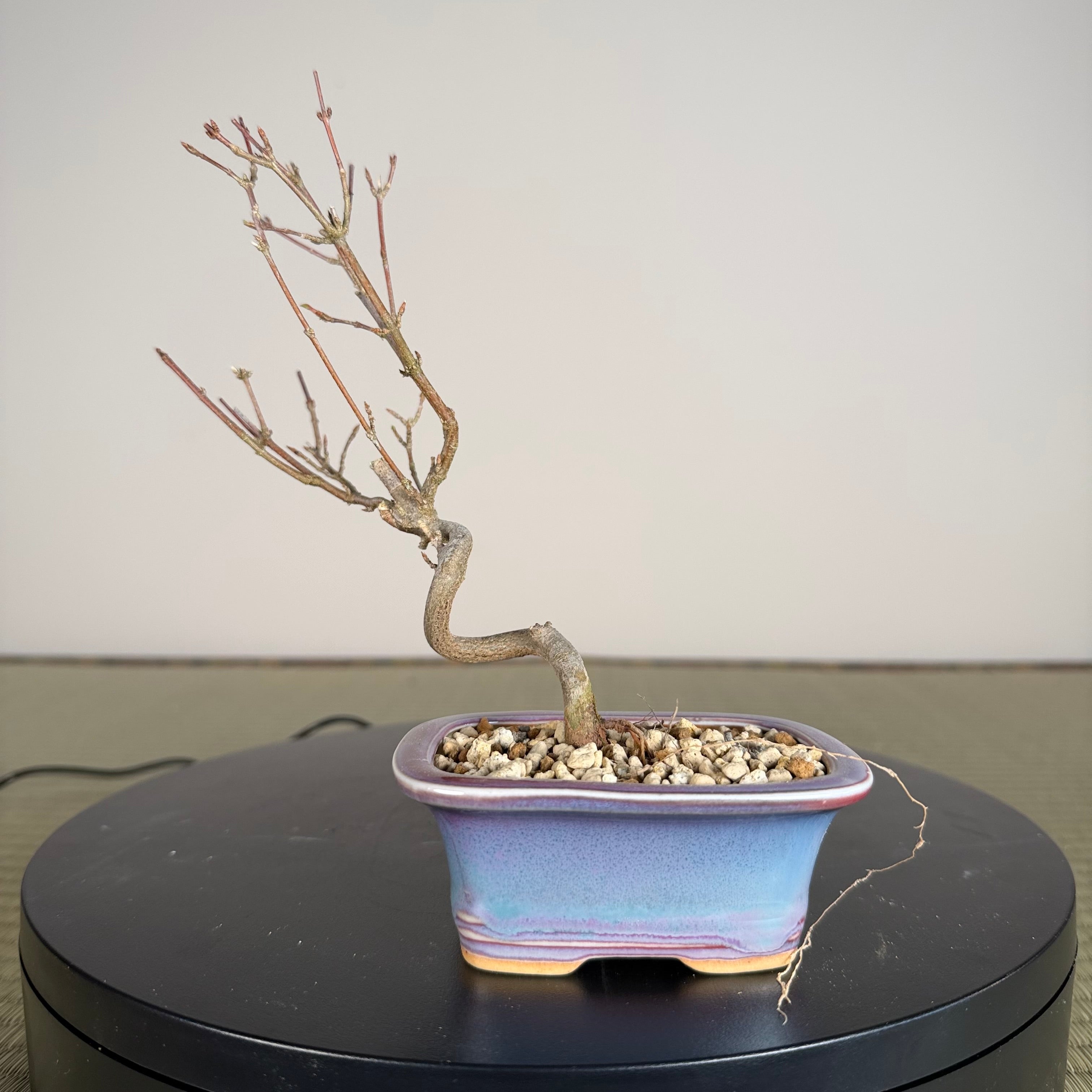 Trident Maple