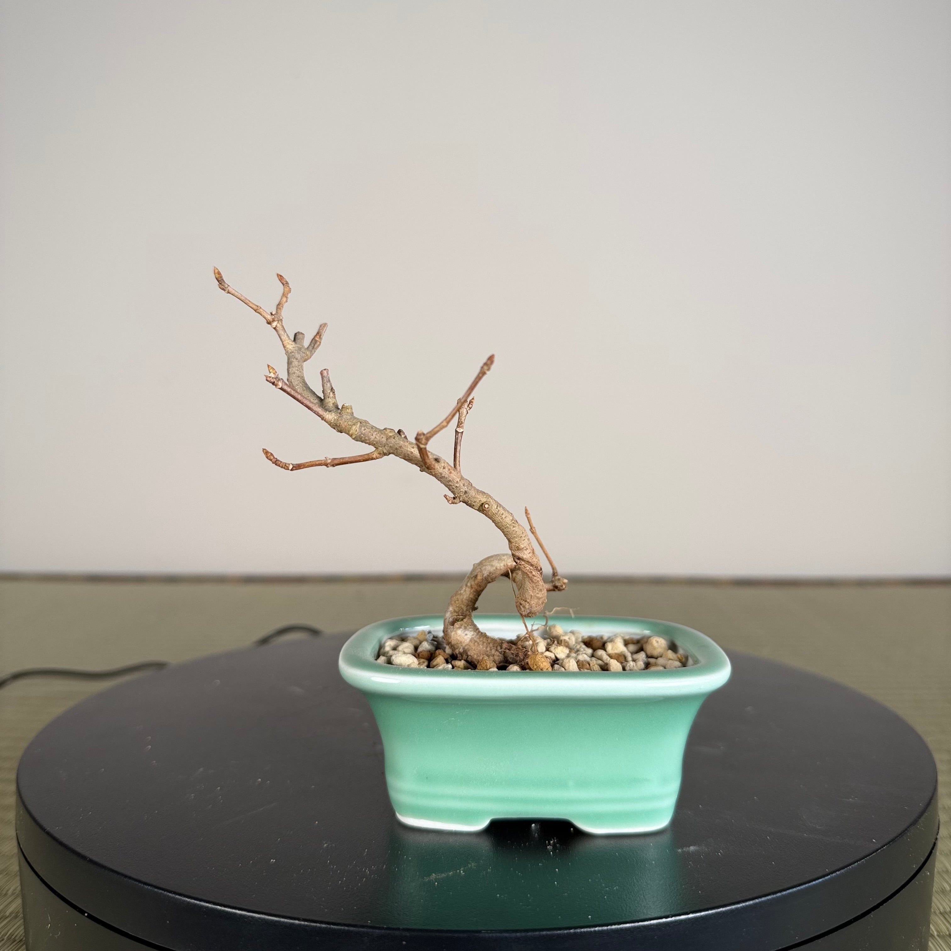 Trident Maple