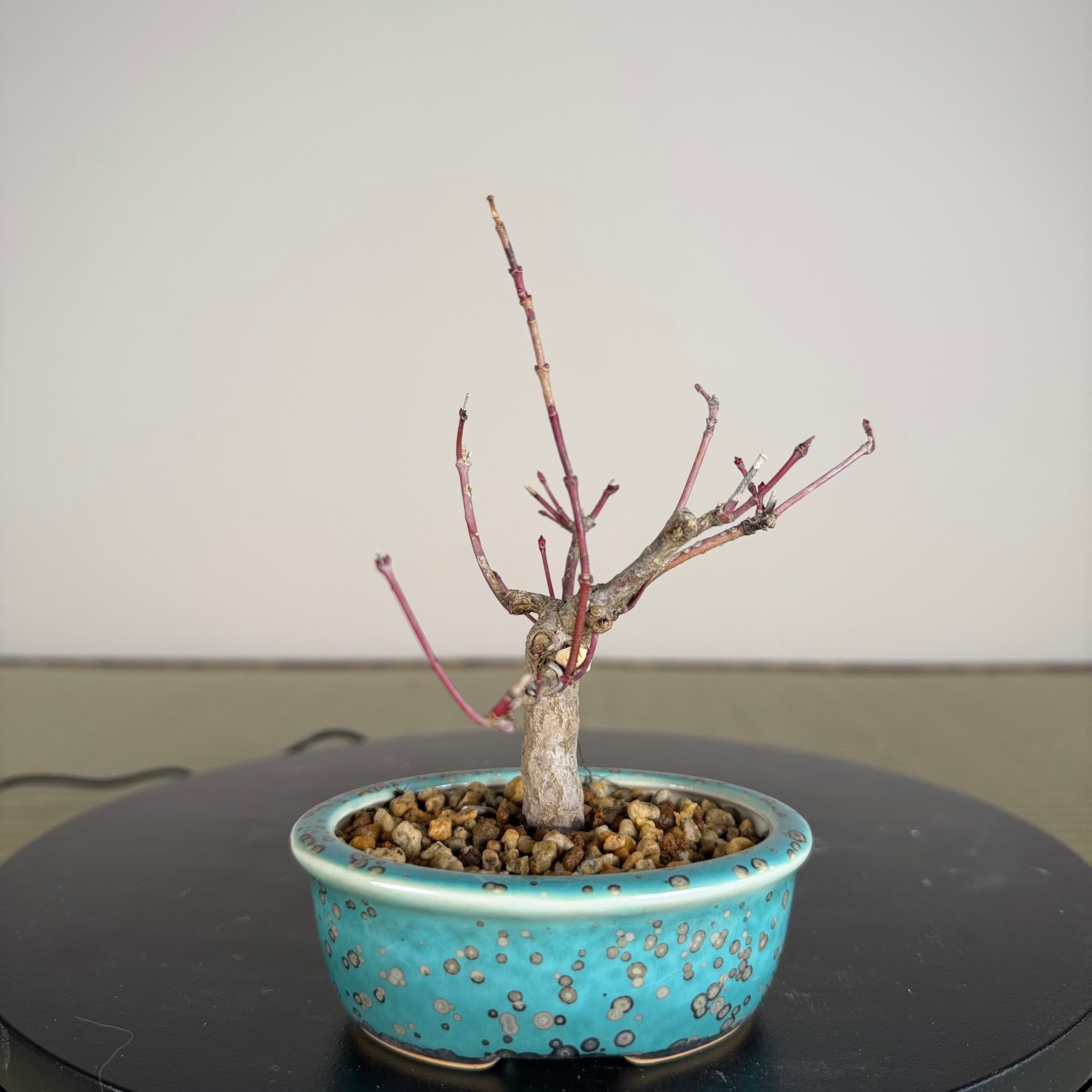 Japanese Maple