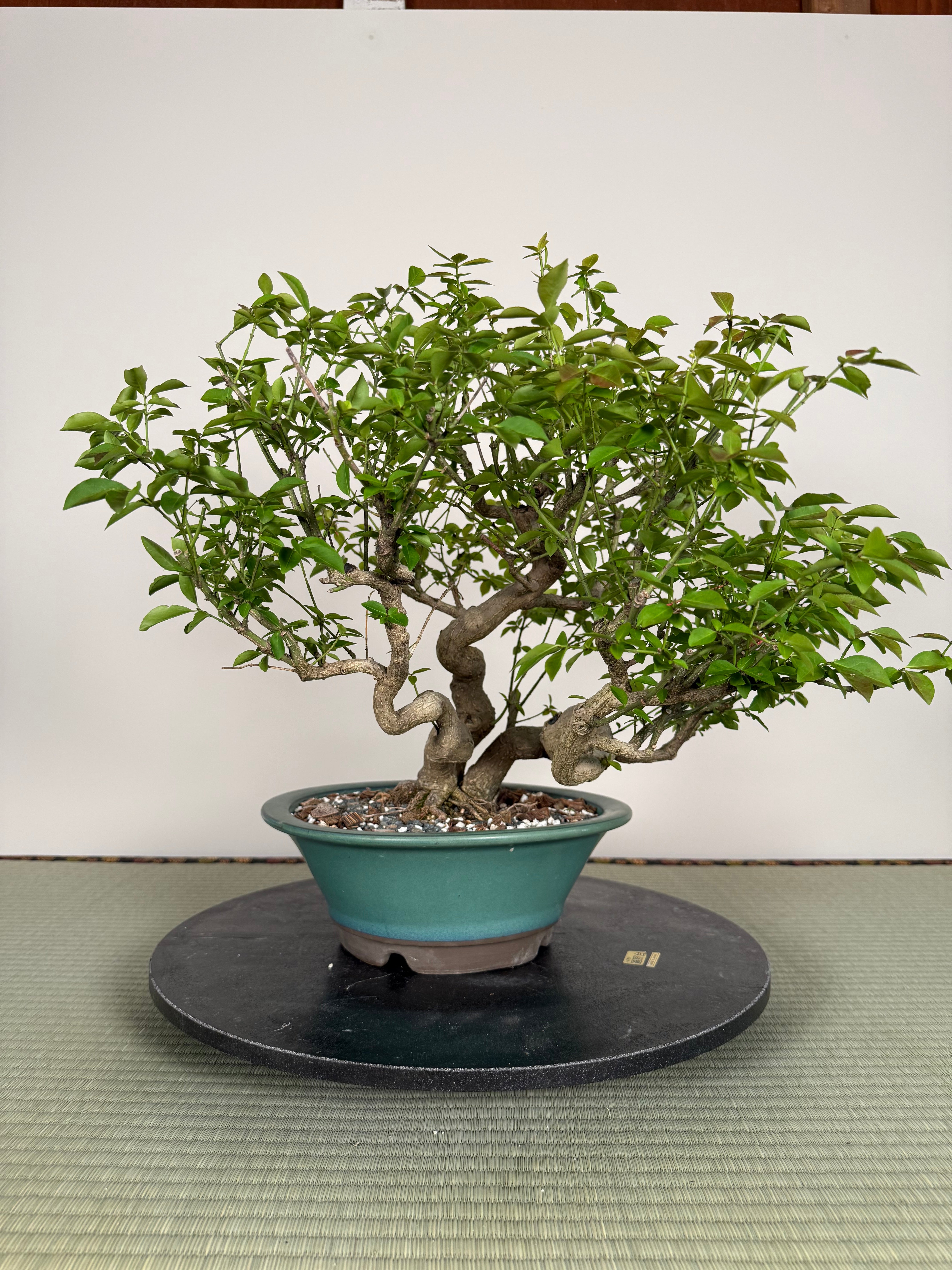 Euonymus