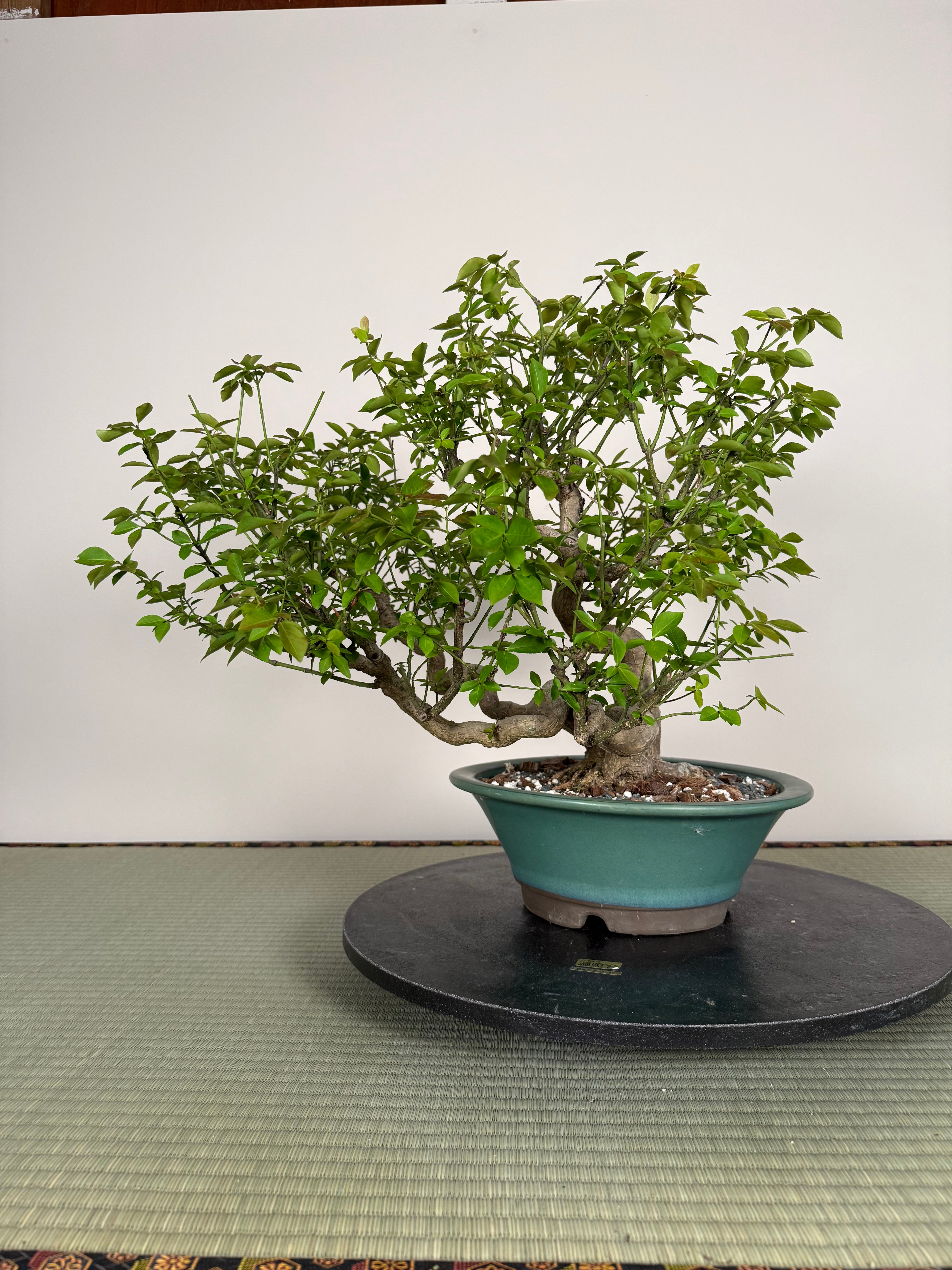 Euonymus
